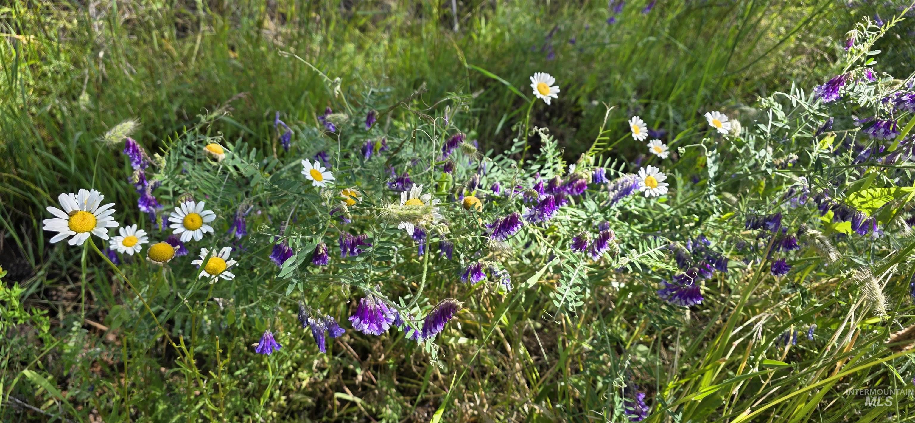 TBD Red Fir Rd, Kooskia, Idaho 83539, Land For Sale, Price $174,900,MLS 98992356