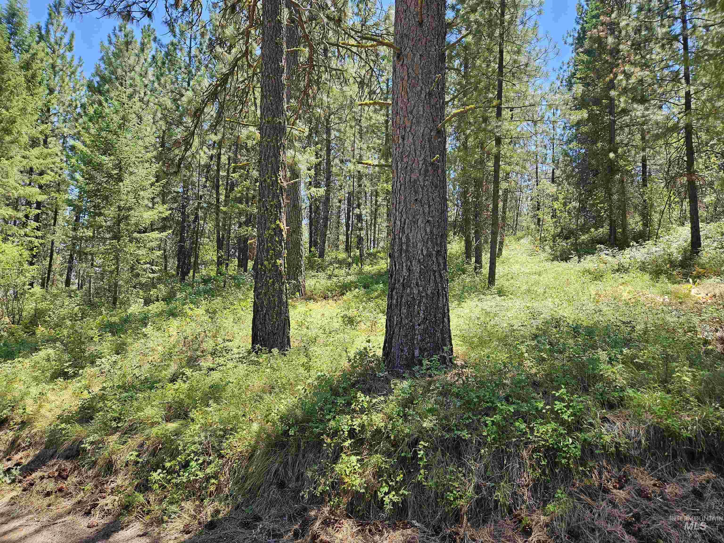 TBD Forest Circle, Boise, Idaho 83716, Land For Sale, Price $250,000,MLS 98992603