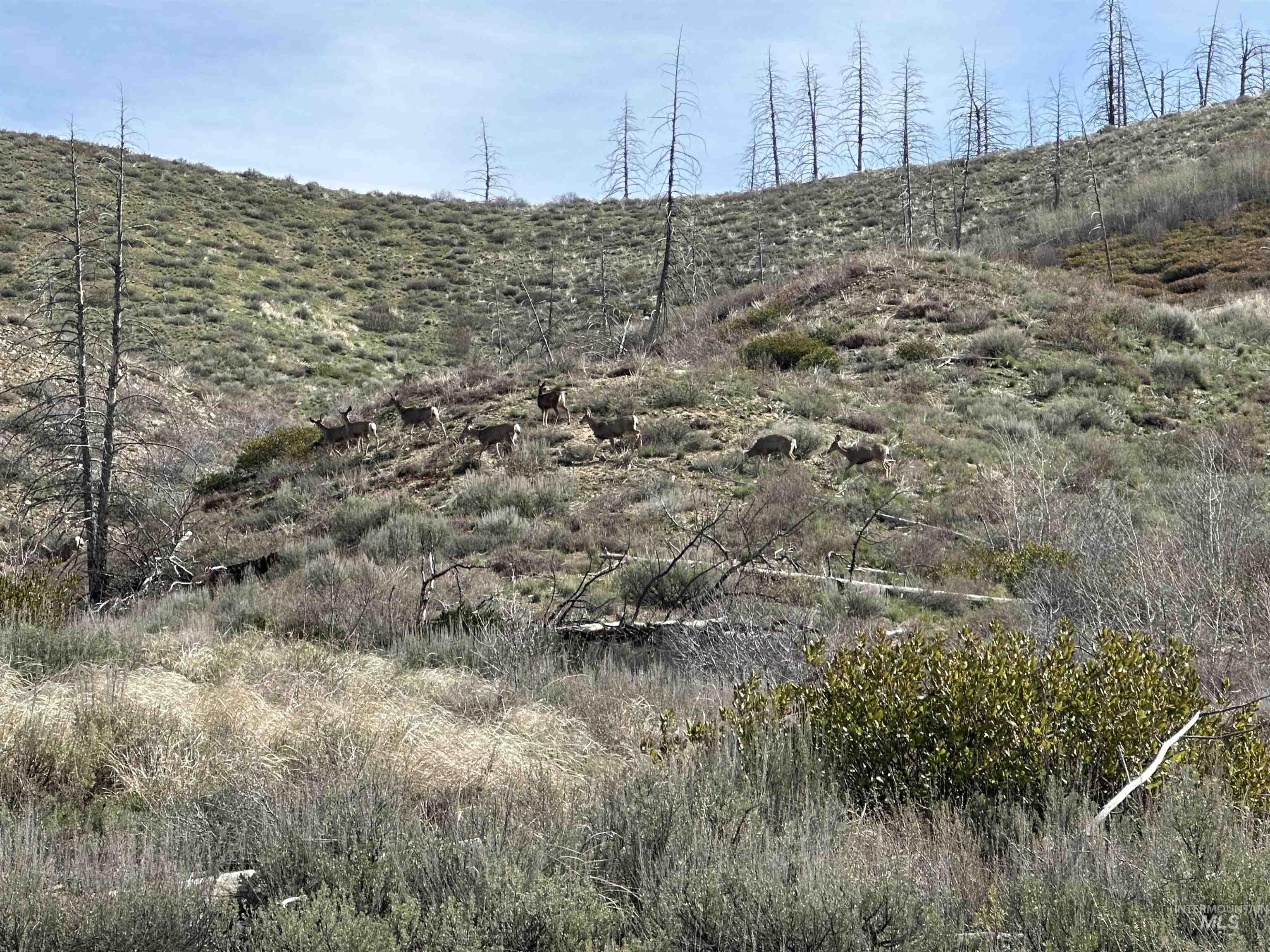 TBD Lester Creek Rd, Pine, Idaho 83647, Land For Sale, Price $595,000,MLS 98992750