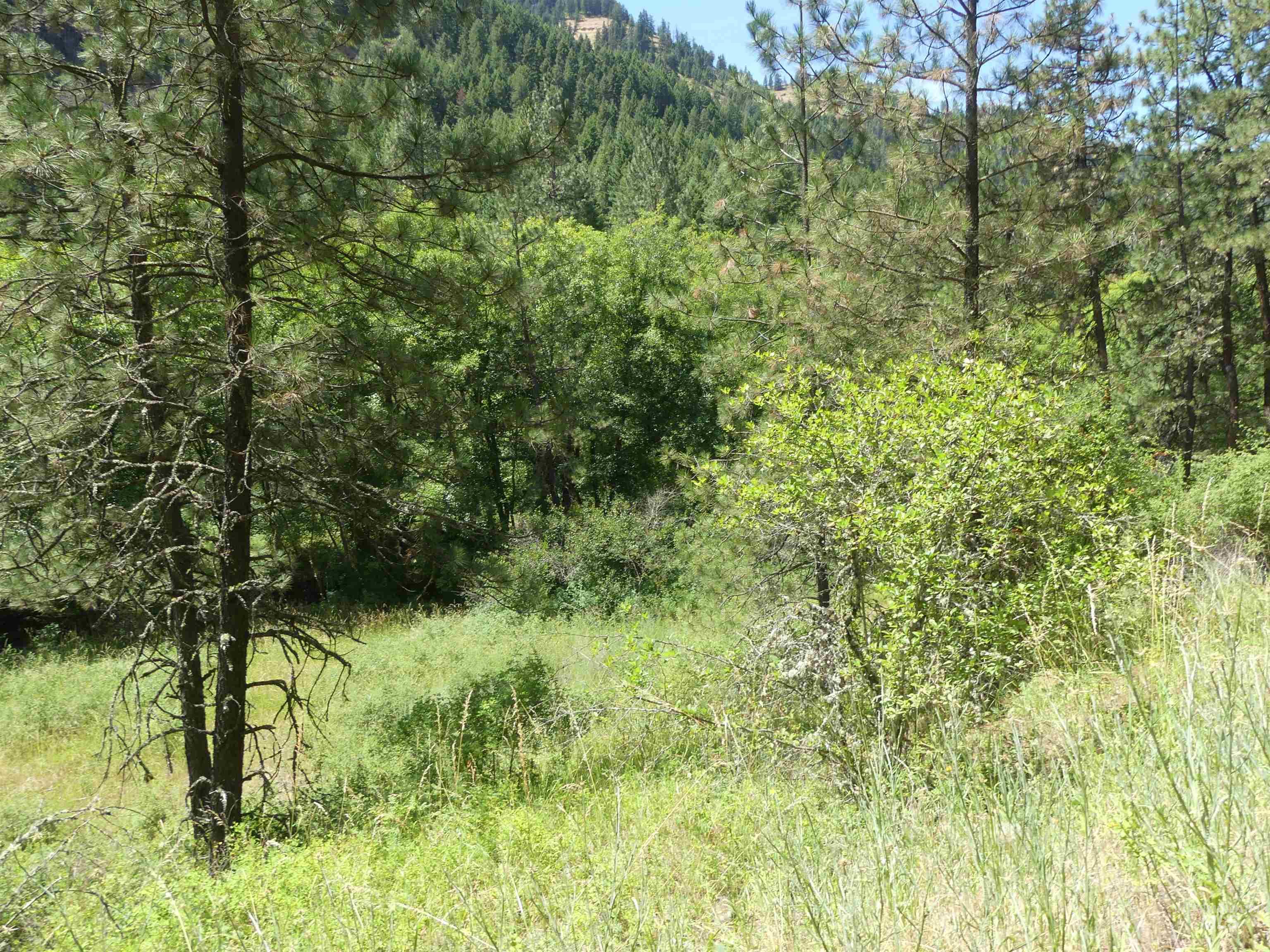 46601 Little Canyon Rd, Orofino, Idaho 83544, Land For Sale, Price $750,000, 98992812