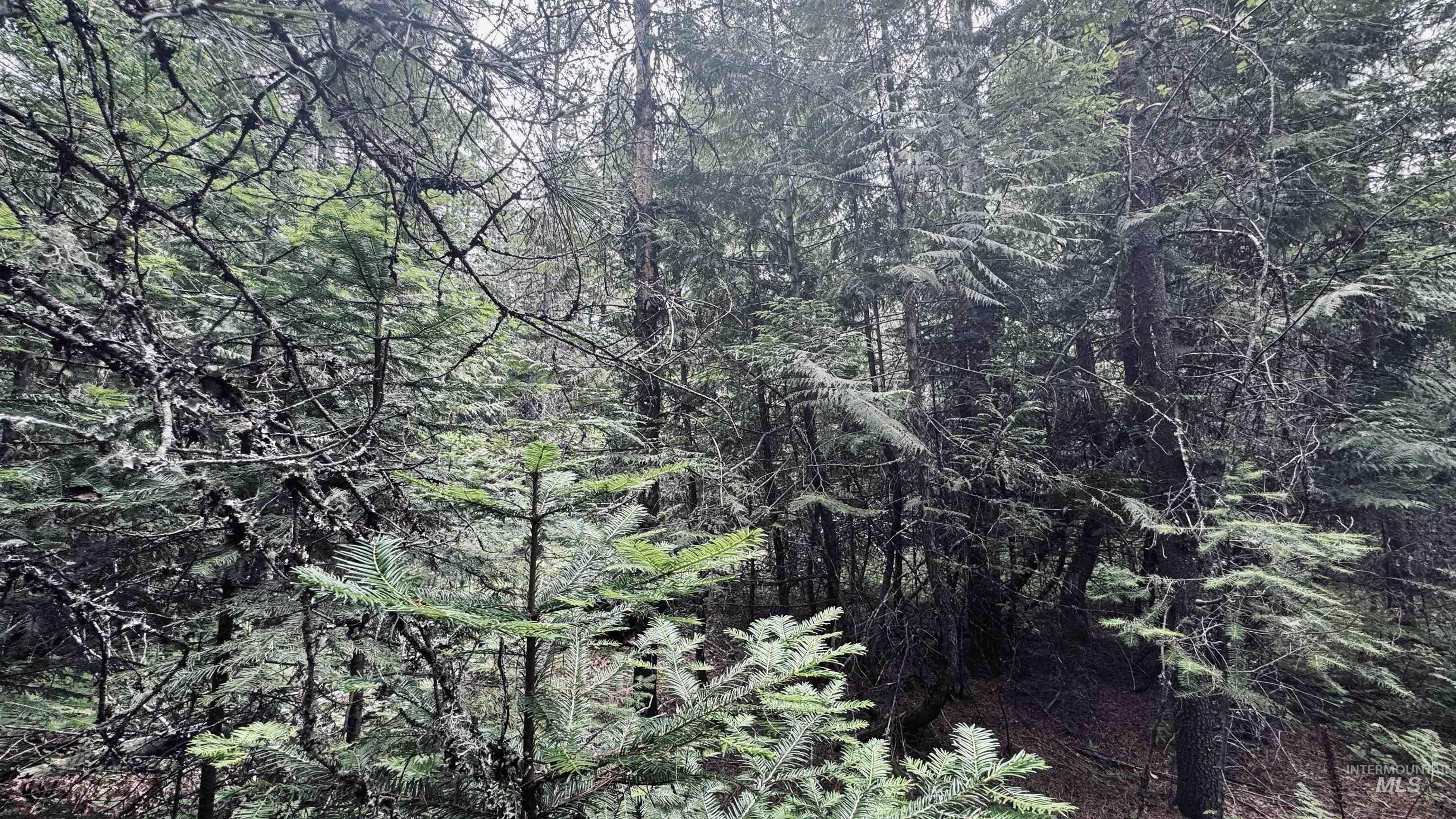 58 Bugling Elk Lane, Weippe, Idaho 83553, Land For Sale, Price $85,000, 98992987