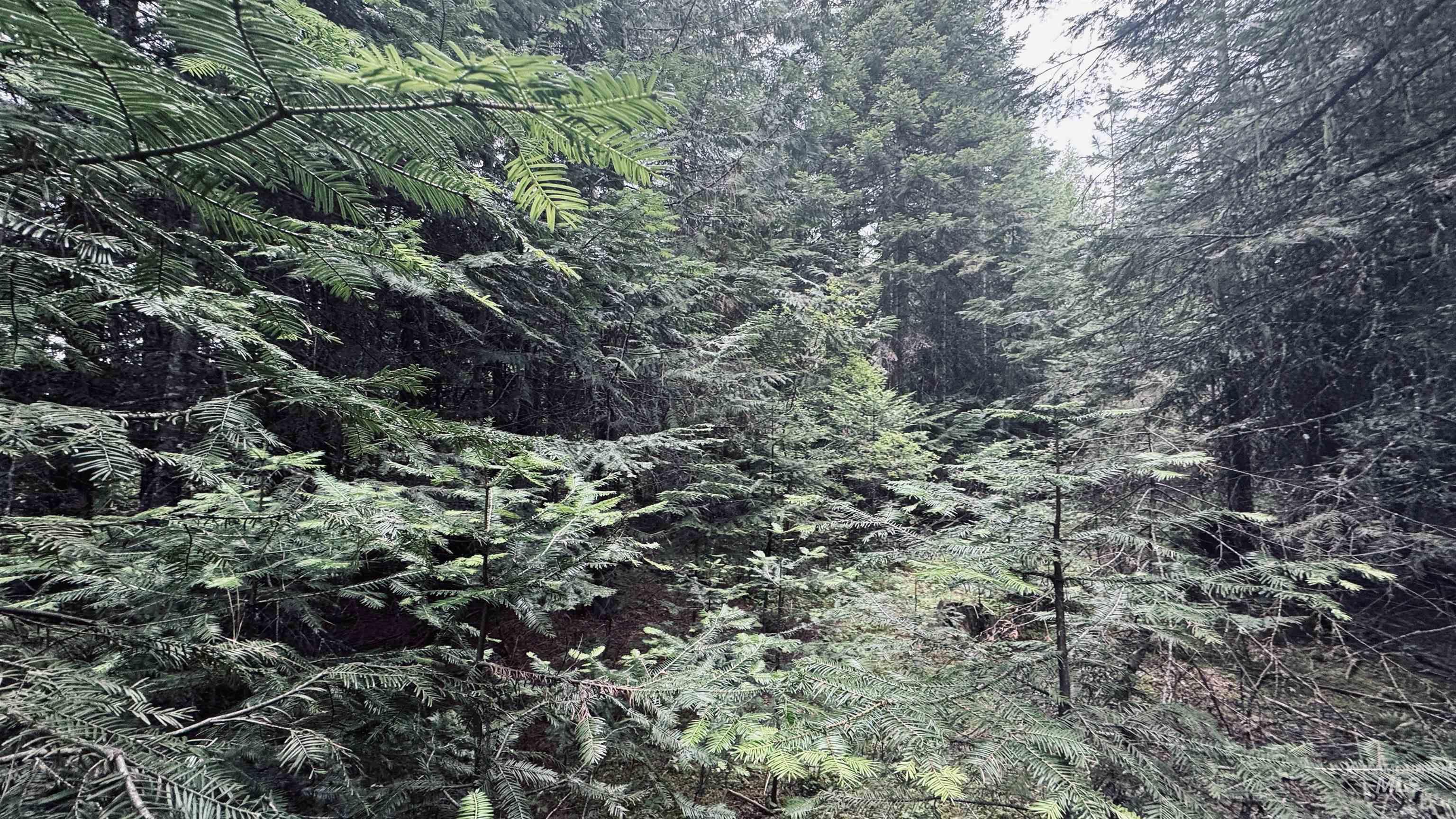 58 Bugling Elk Lane, Weippe, Idaho 83553, Land For Sale, Price $85,000, 98992987