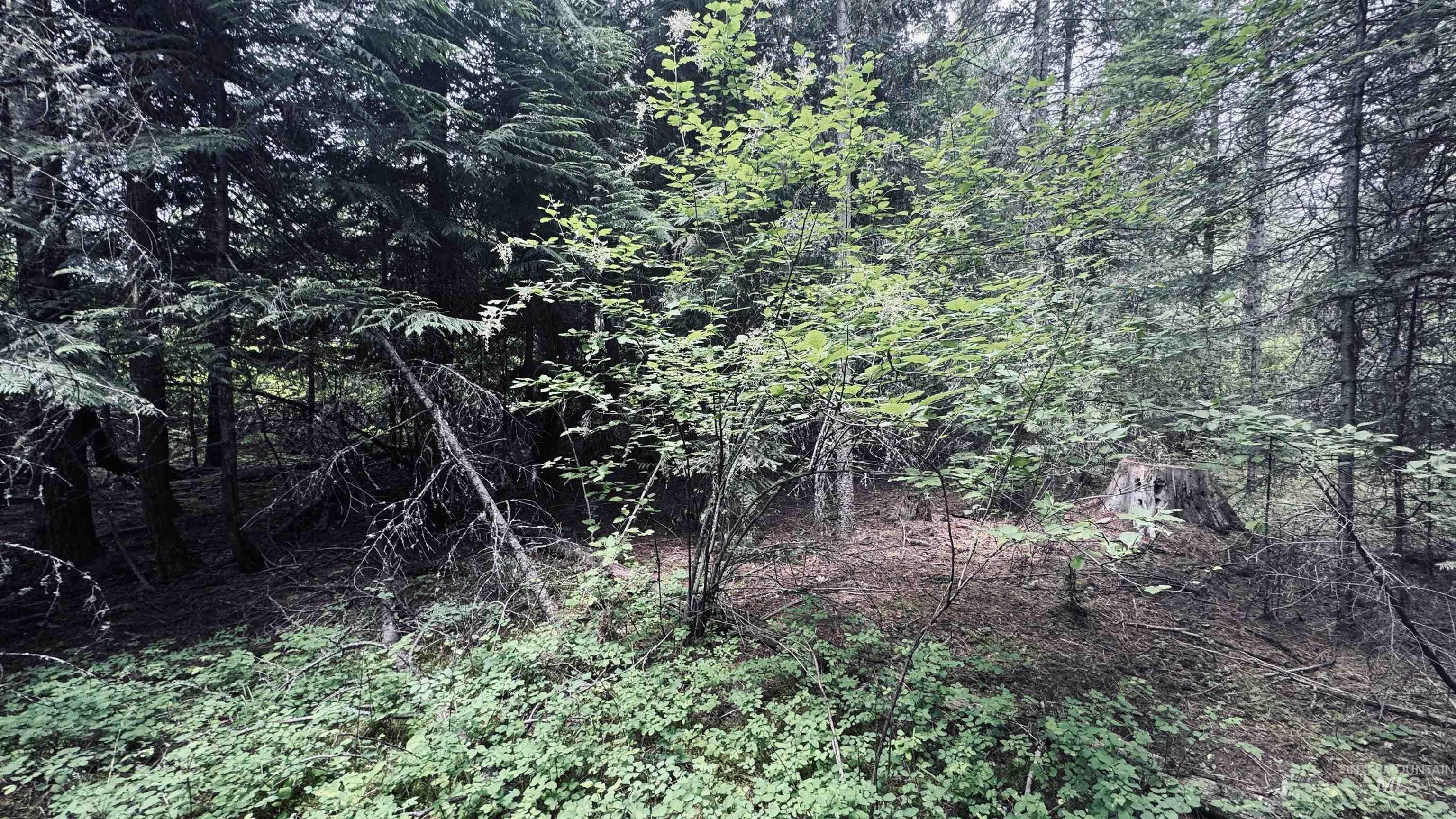 58 Bugling Elk Lane, Weippe, Idaho 83553, Land For Sale, Price $85,000, 98992987