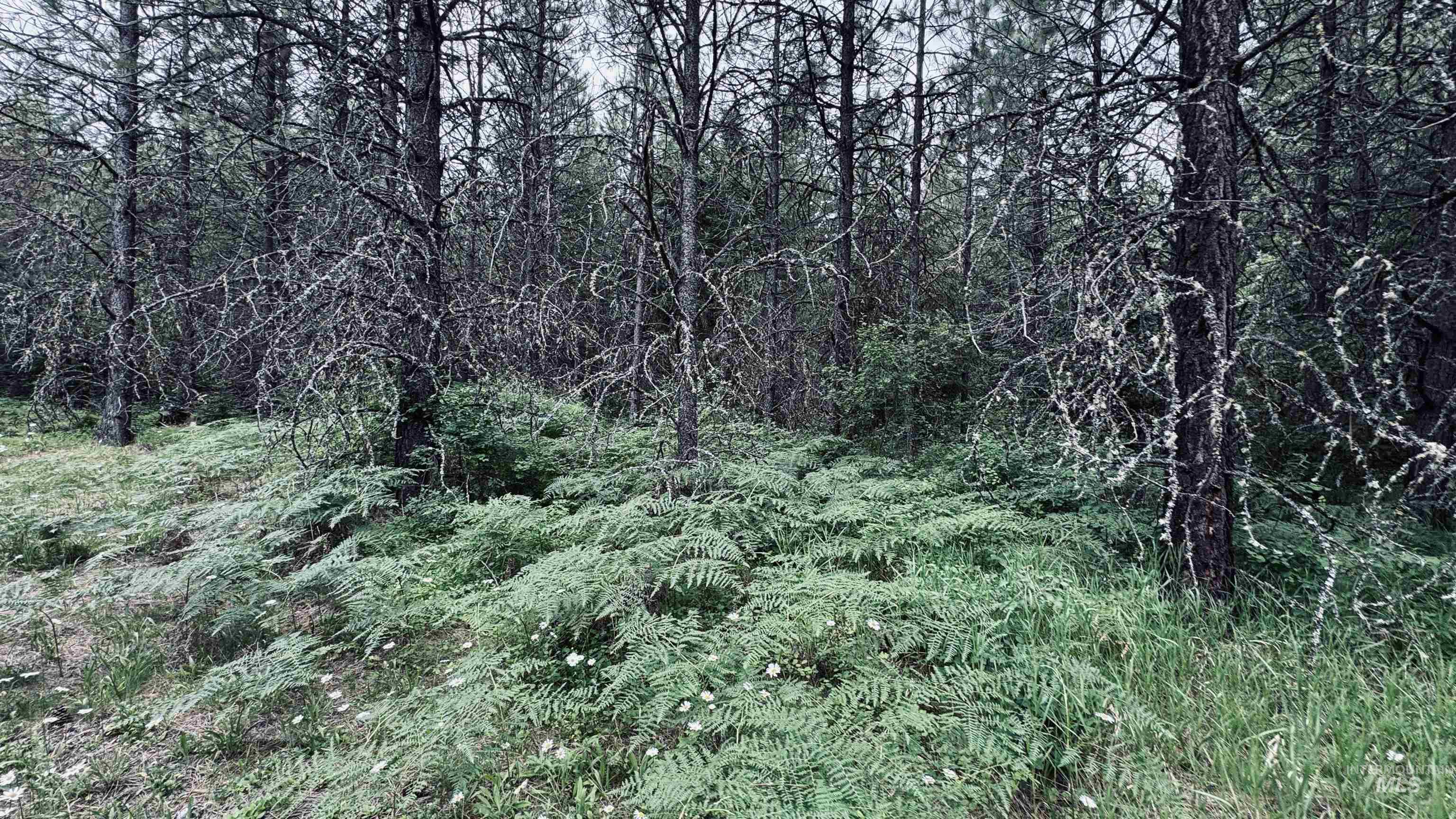 58 Bugling Elk Lane, Weippe, Idaho 83553, Land For Sale, Price $85,000, 98992987
