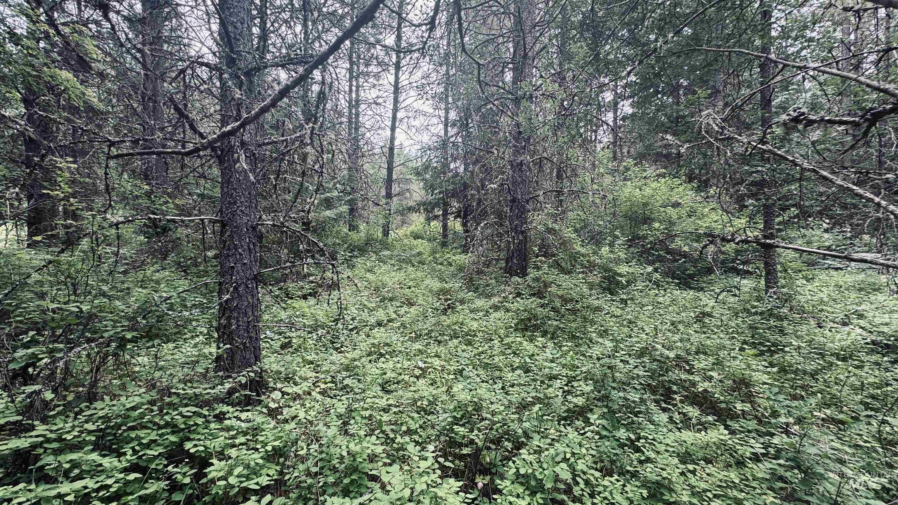58 Bugling Elk Lane, Weippe, Idaho 83553, Land For Sale, Price $85,000, 98992987