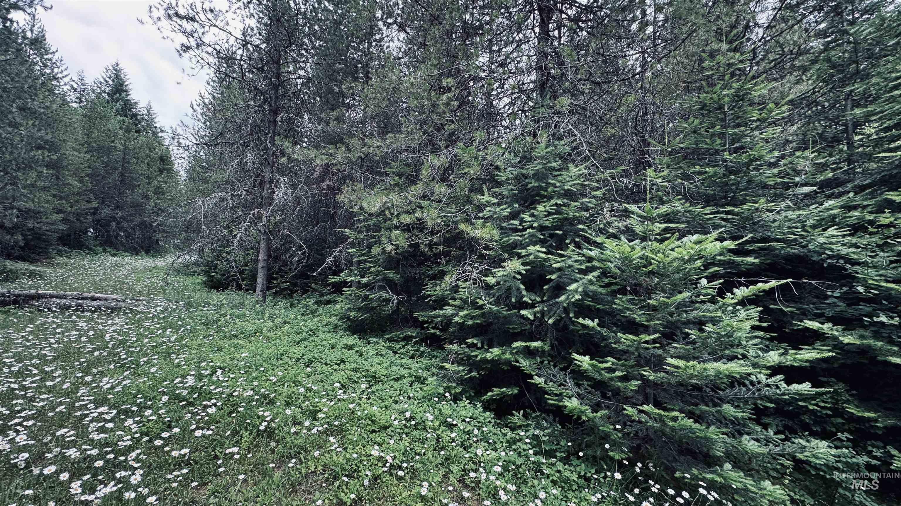 58 Bugling Elk Lane, Weippe, Idaho 83553, Land For Sale, Price $85,000, 98992987