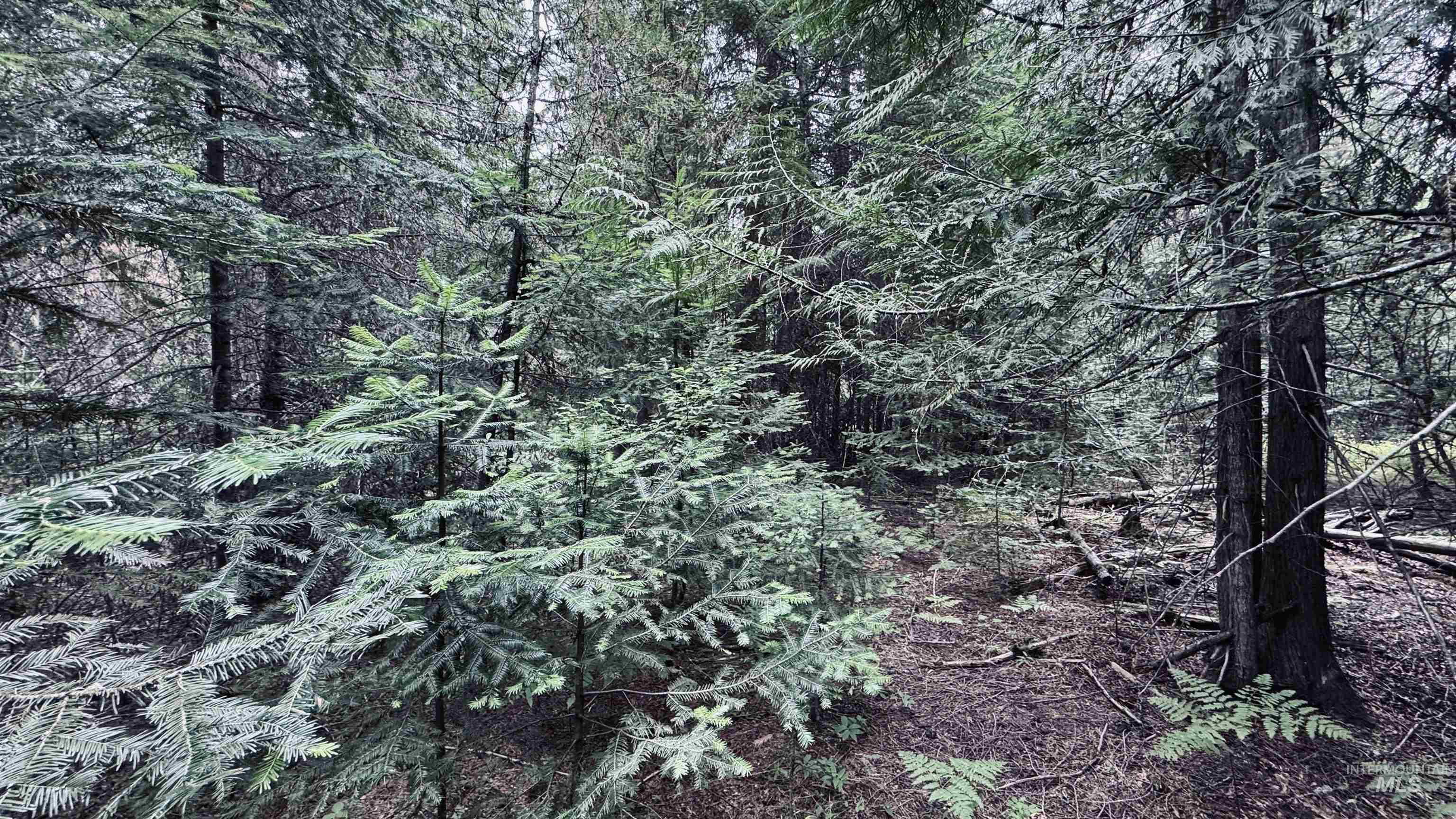 58 Bugling Elk Lane, Weippe, Idaho 83553, Land For Sale, Price $85,000, 98992987