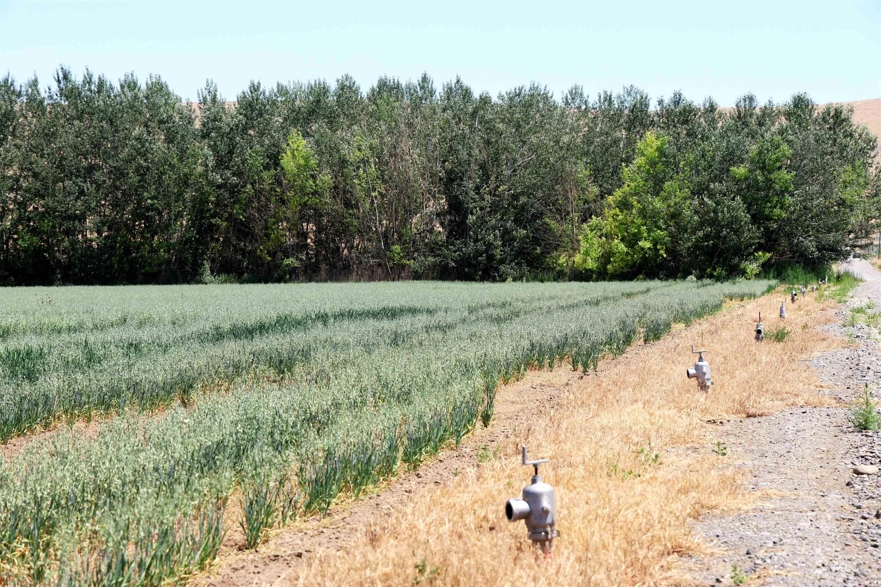 4362 John Day Highway, Vale, Idaho 97918, Farm & Ranch For Sale, Price $1,600,000, 98993113
