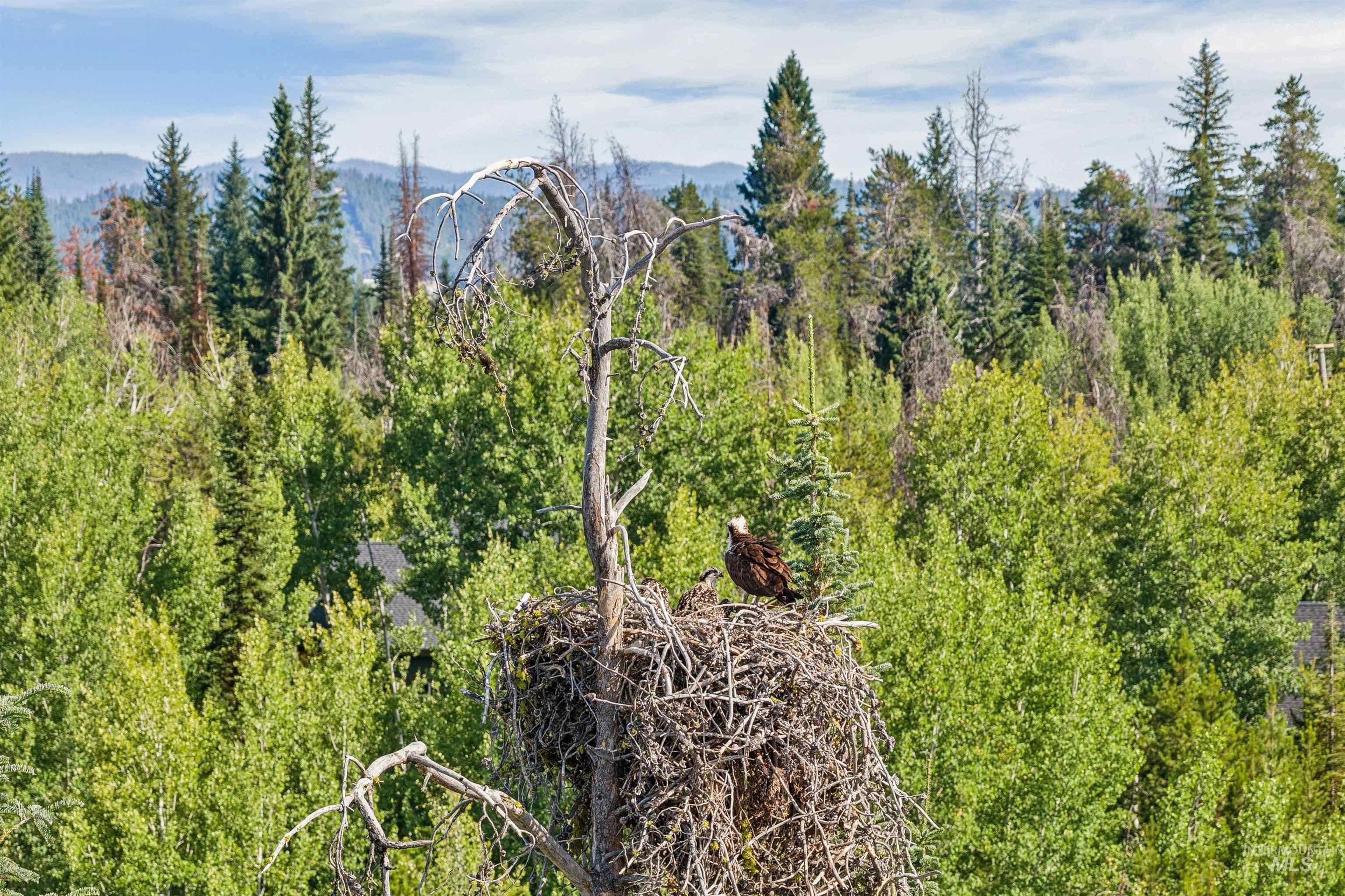 257 Bald Eagle Lane, Donnelly, Idaho 83615, Land For Sale, Price $265,000,MLS 98993673