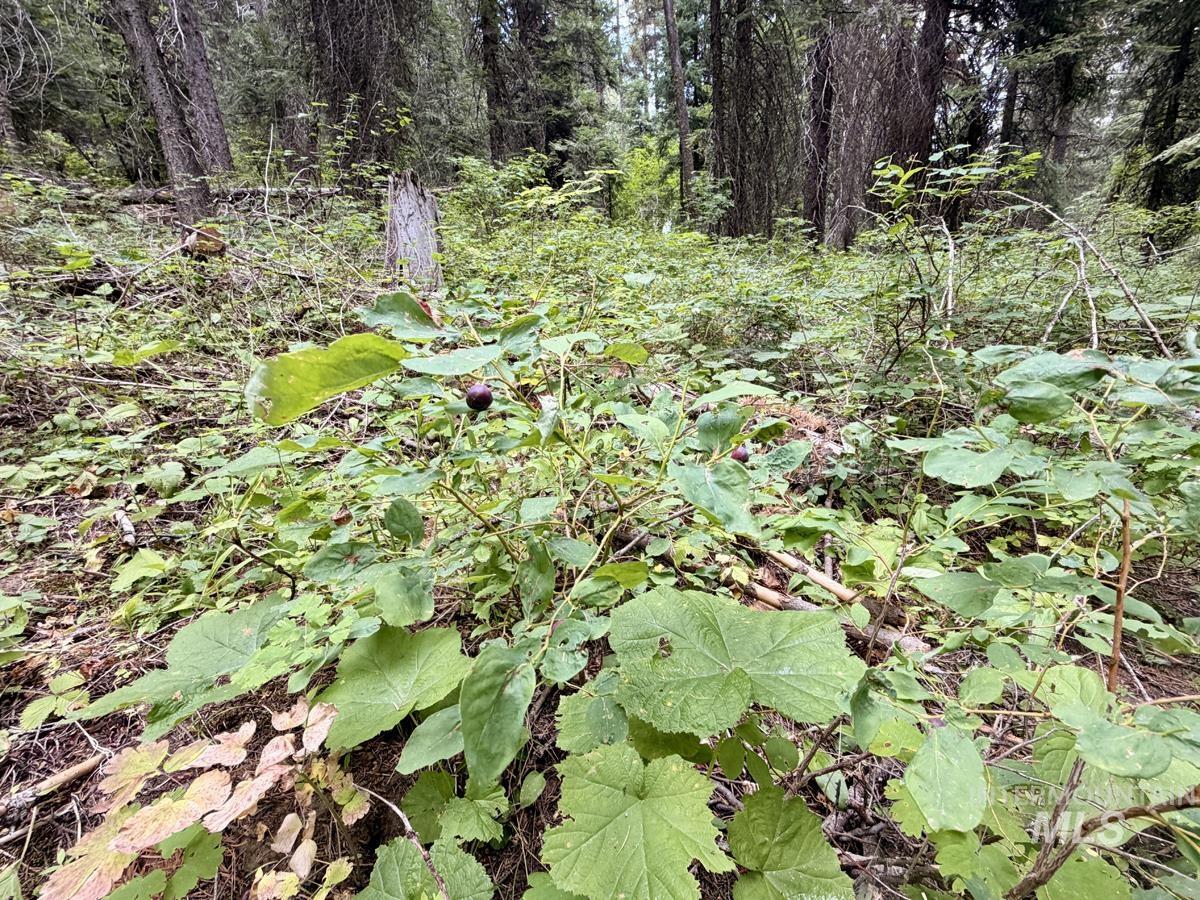 56 Burnt Wagon Trail, Donnelly, Idaho 83615, Land For Sale, Price $150,000, 98995424