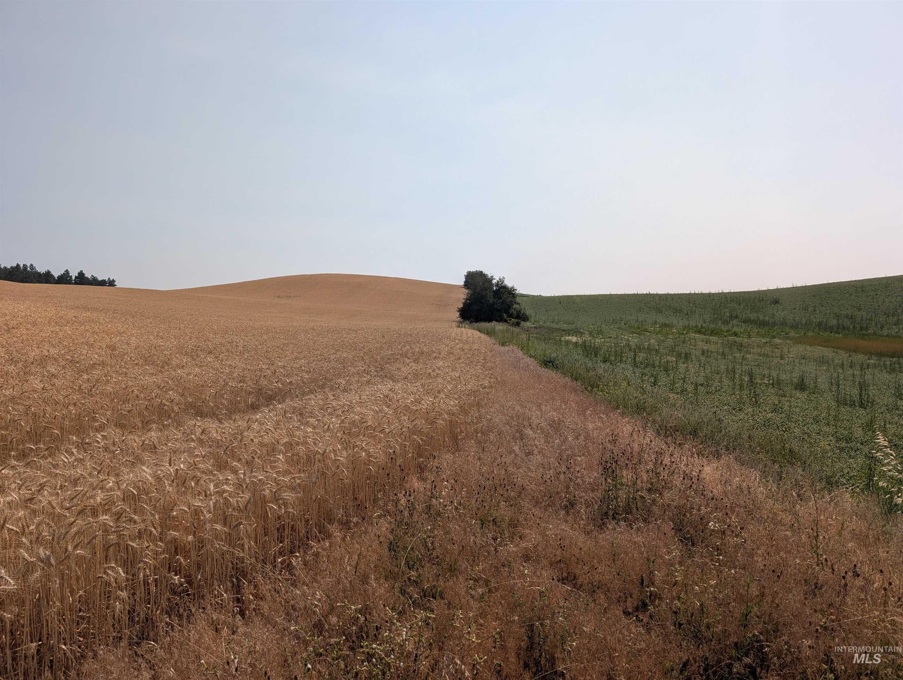 37+/- AC TBD Boller Rd., Potlatch, Idaho 83855, Land For Sale, Price $380,000, 98995541
