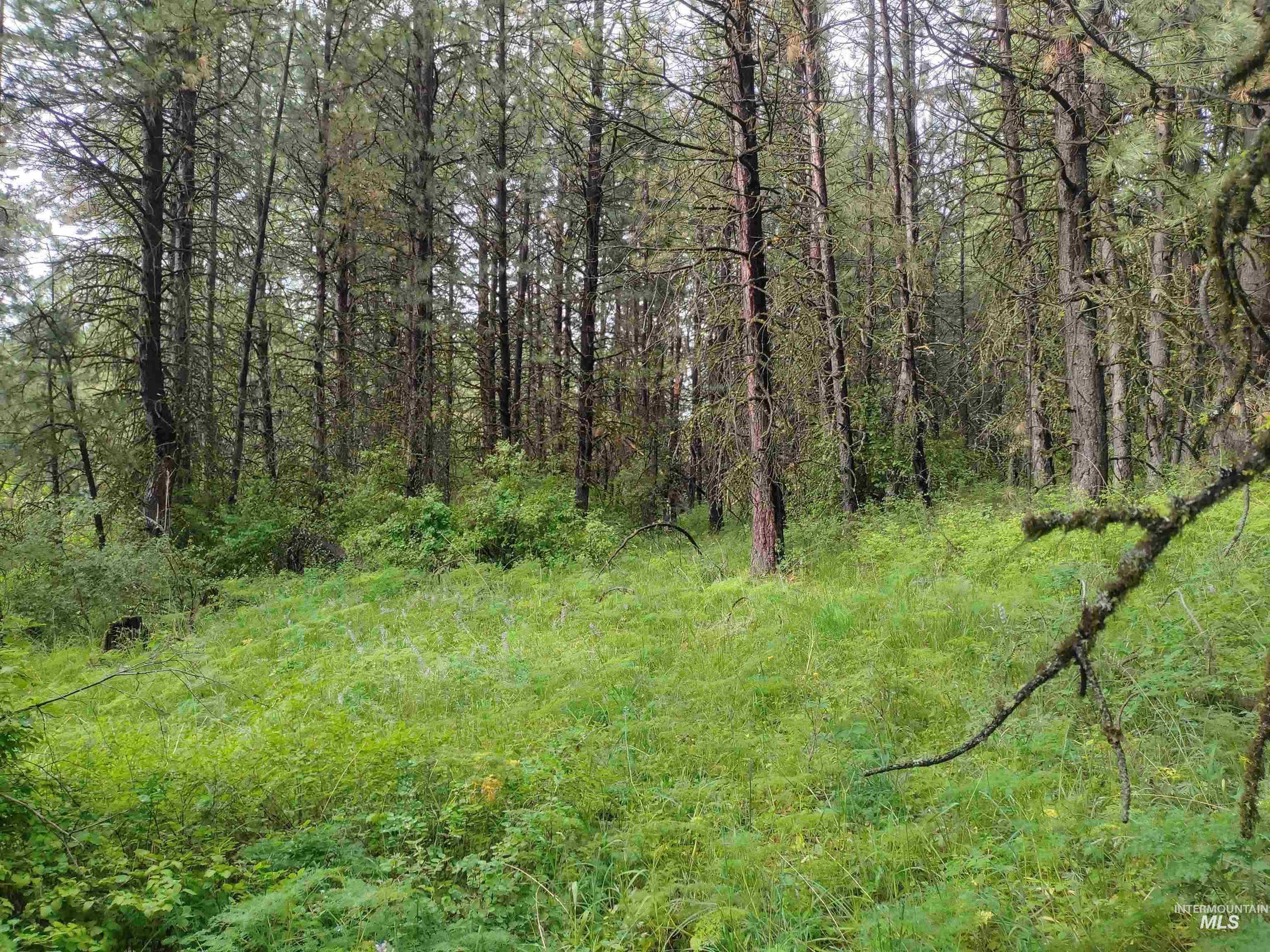 TBD 5ac Jackpine Rd, CottonWood, Idaho 83522, Land For Sale, Price $85,000, 98995549