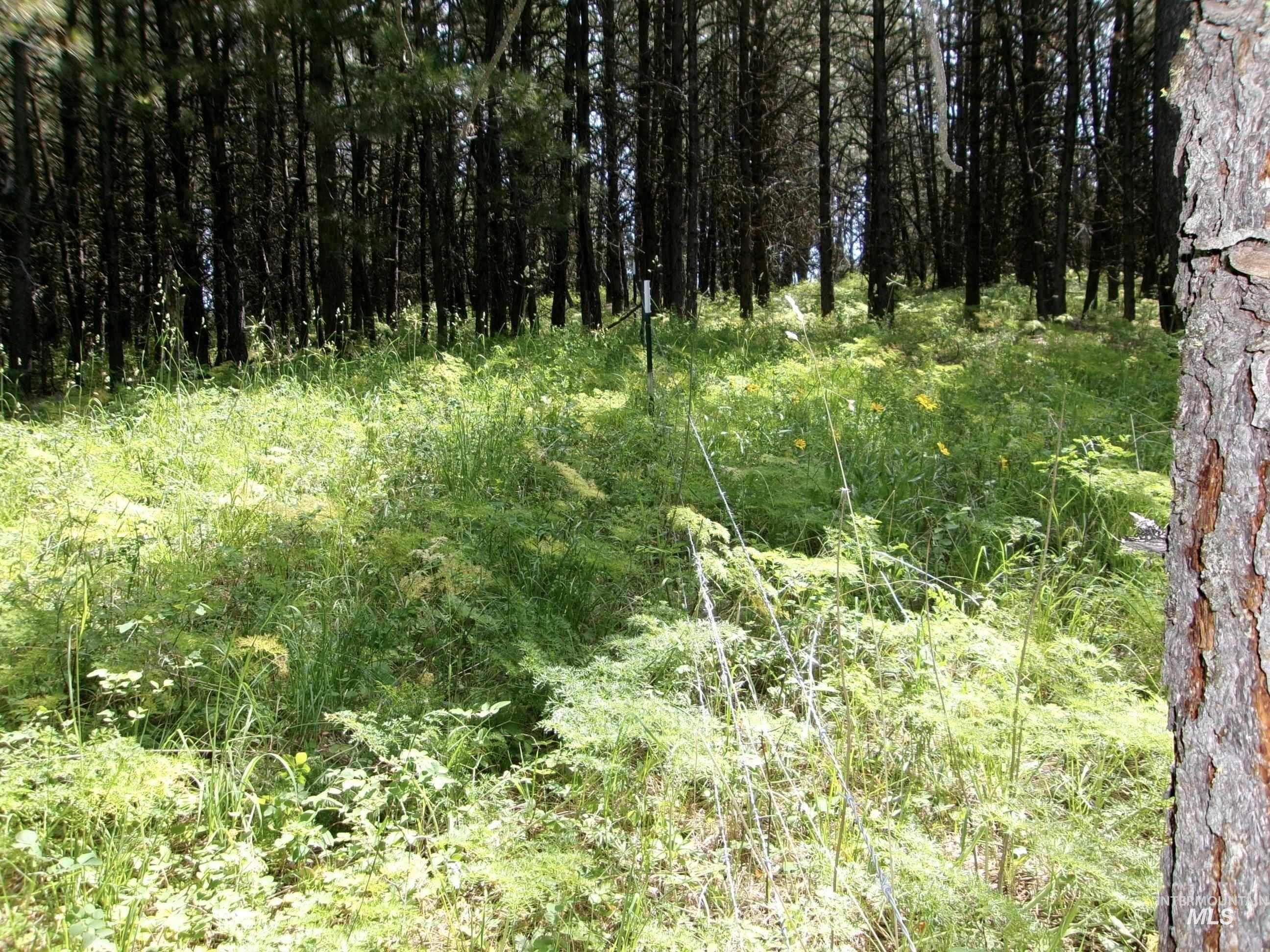 TBD 5ac Jackpine Rd, CottonWood, Idaho 83522, Land For Sale, Price $85,000, 98995549