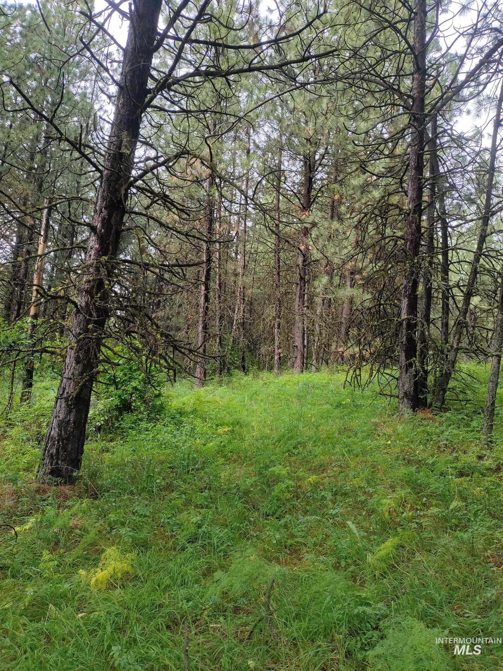 TBD 5ac Jackpine Rd, CottonWood, Idaho 83522, Land For Sale, Price $85,000, 98995549