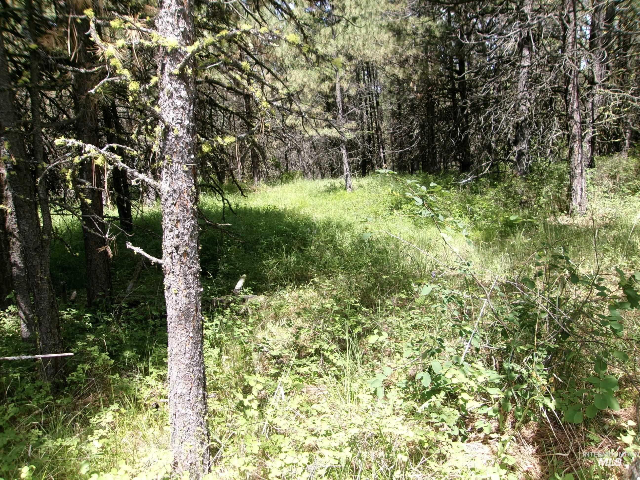 TBD 5ac Jackpine Rd, CottonWood, Idaho 83522, Land For Sale, Price $85,000, 98995549