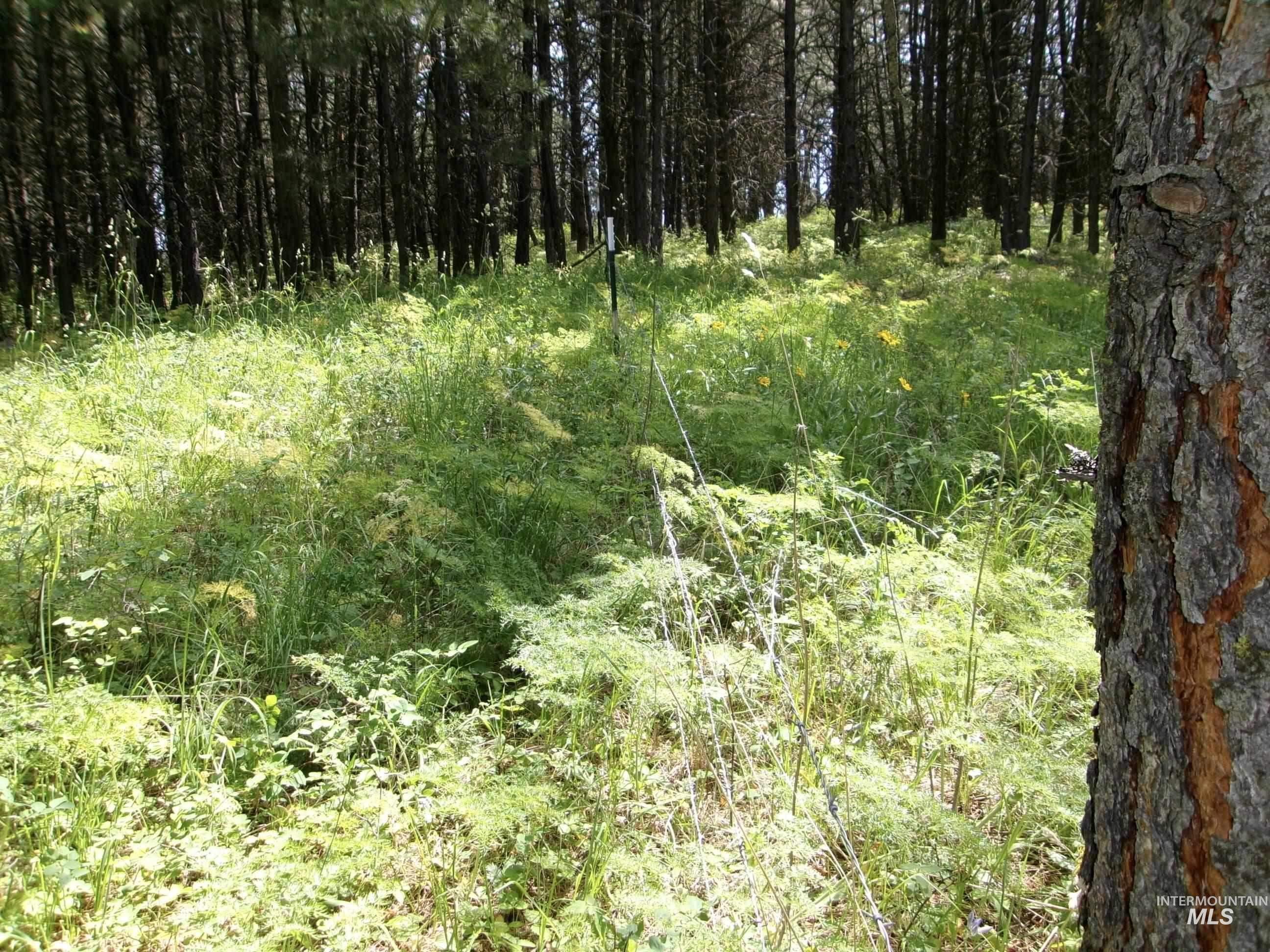 TBD 5ac Jackpine Rd, CottonWood, Idaho 83522, Land For Sale, Price $85,000, 98995549