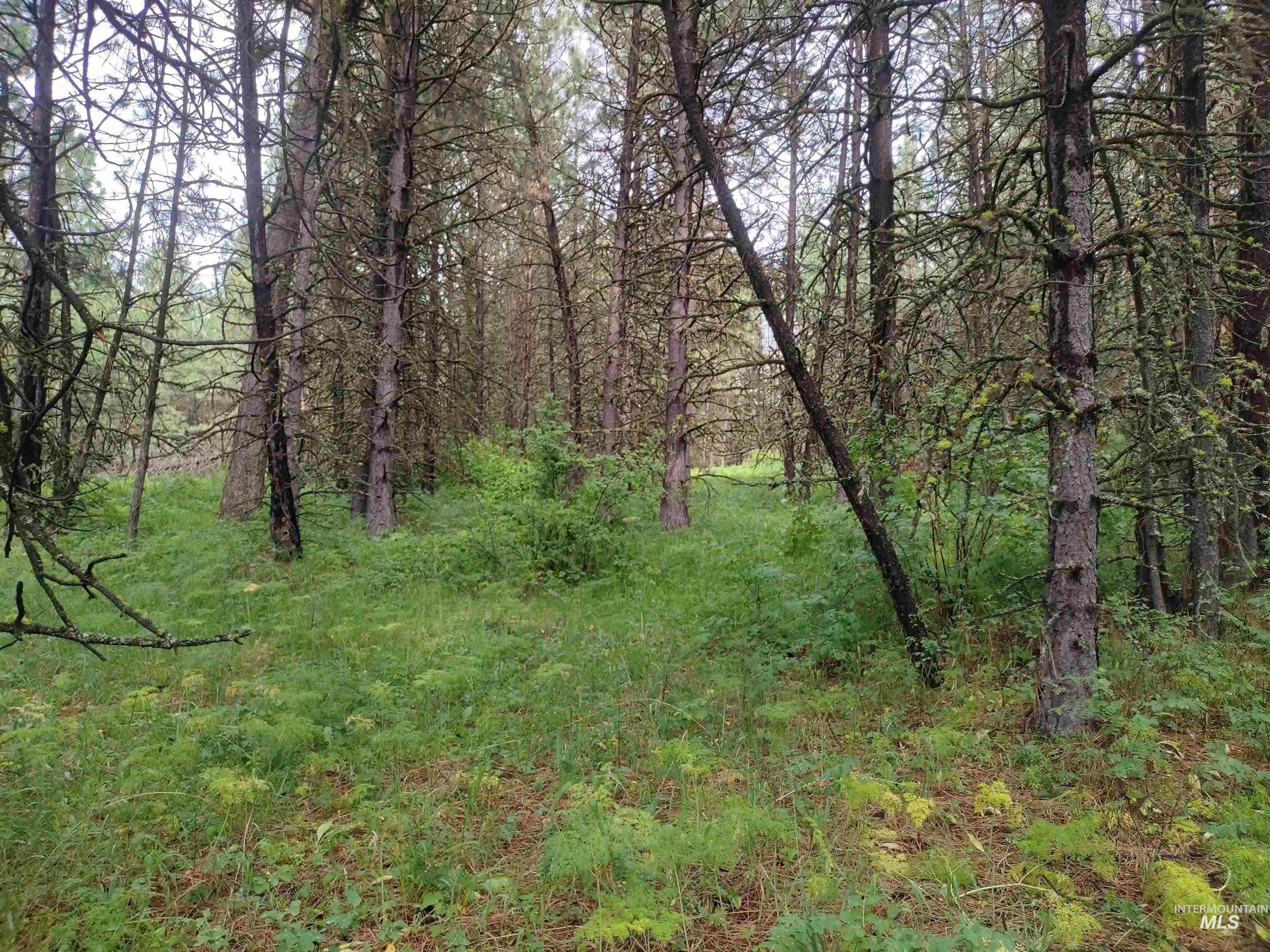 TBD 5ac Jackpine Rd, CottonWood, Idaho 83522, Land For Sale, Price $85,000, 98995549