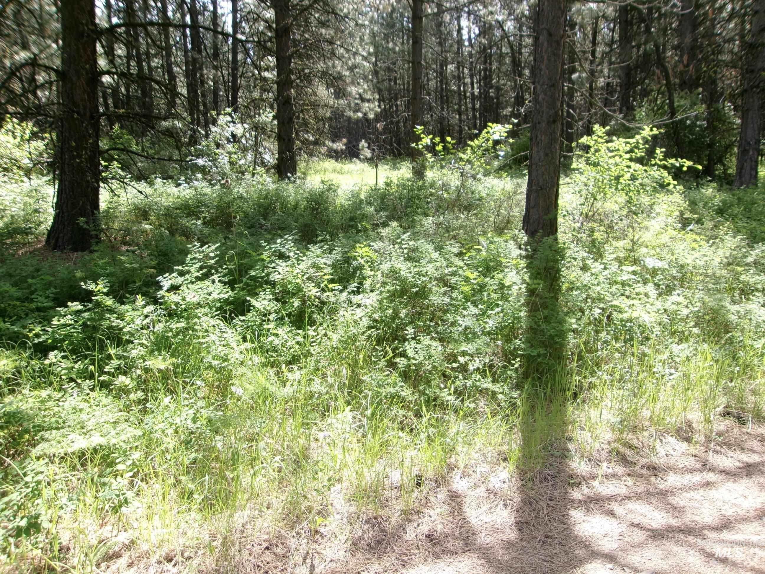 TBD 5ac Jackpine Rd, CottonWood, Idaho 83522, Land For Sale, Price $85,000, 98995549