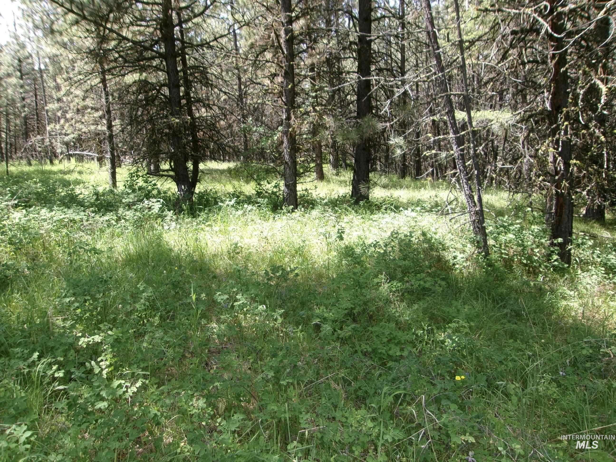 TBD 5ac Jackpine Rd, CottonWood, Idaho 83522, Land For Sale, Price $85,000, 98995549
