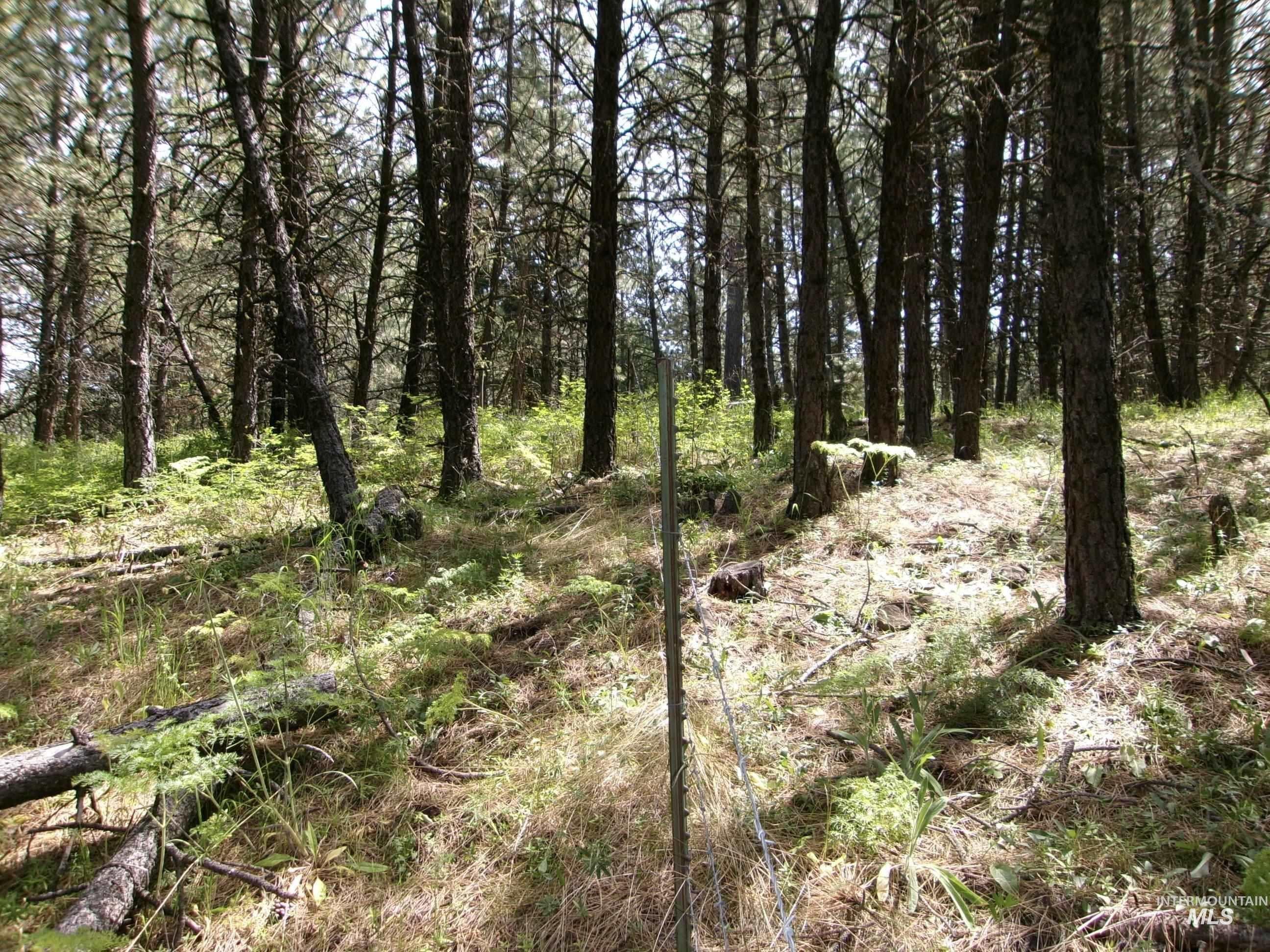 TBD 5ac Jackpine Rd, CottonWood, Idaho 83522, Land For Sale, Price $85,000, 98995549
