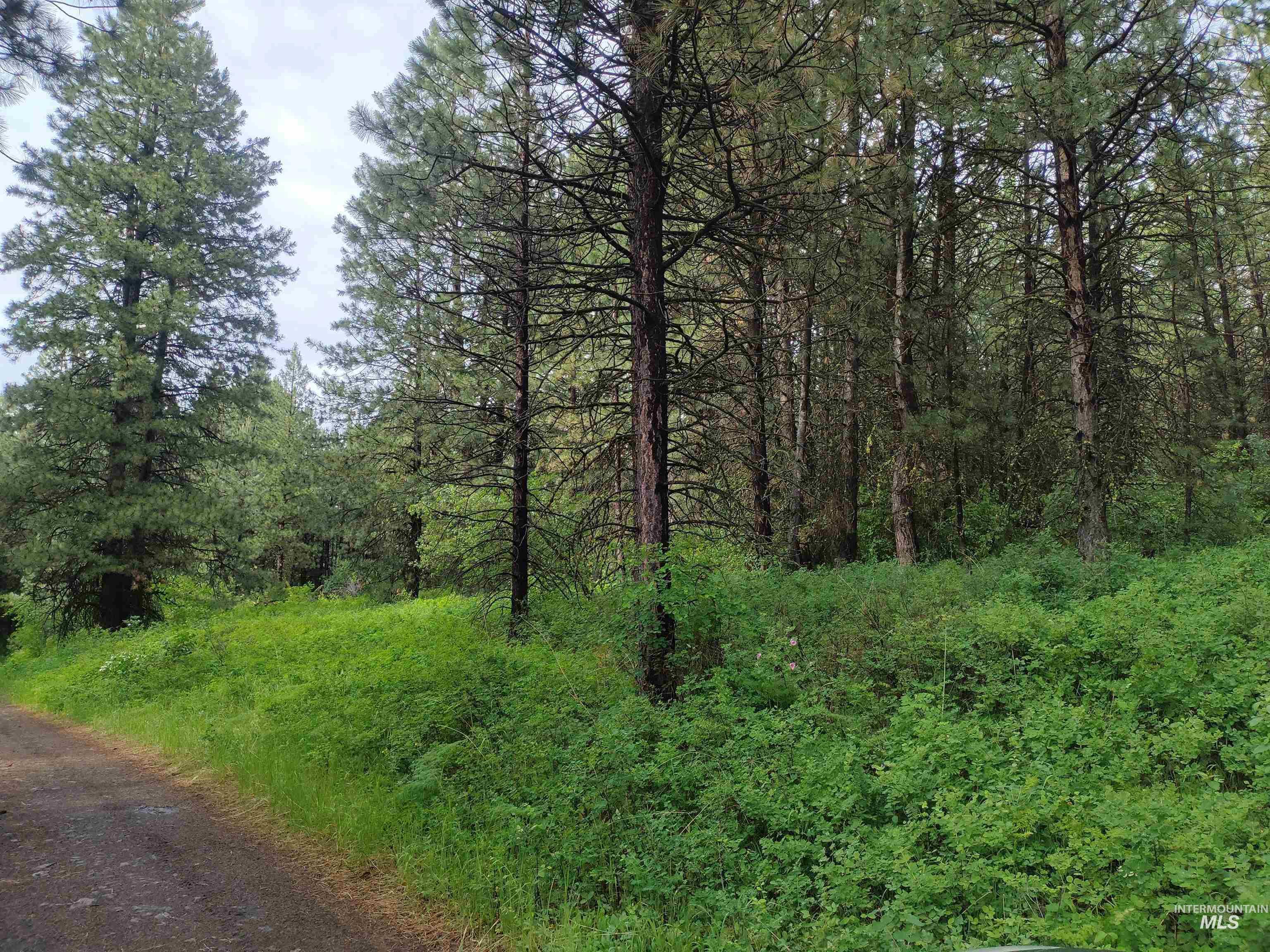 TBD 5ac Jackpine Rd, CottonWood, Idaho 83522, Land For Sale, Price $85,000, 98995549