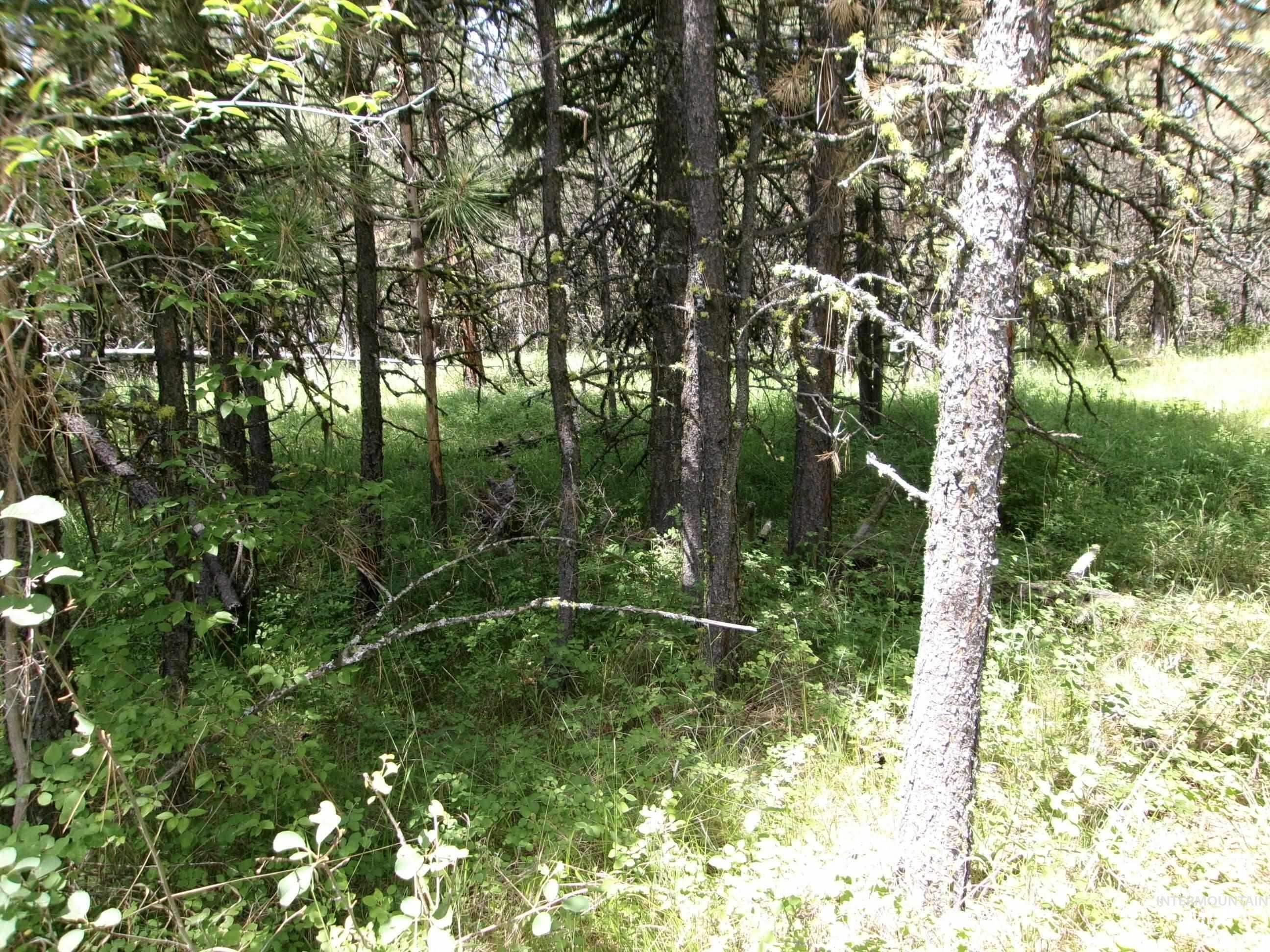 TBD 5ac Jackpine Rd, CottonWood, Idaho 83522, Land For Sale, Price $85,000, 98995549