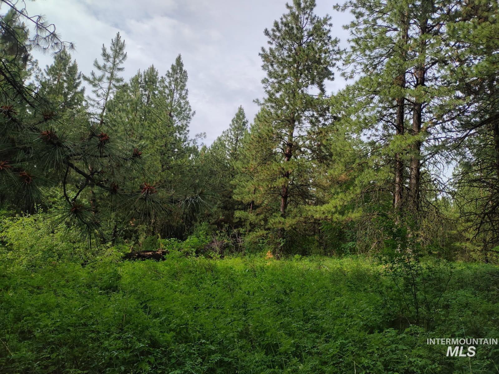TBD 5ac Jackpine Rd, CottonWood, Idaho 83522, Land For Sale, Price $85,000, 98995549