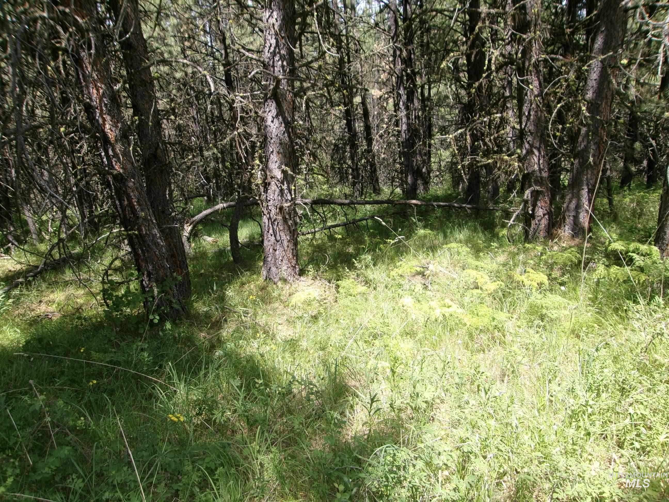 TBD 5ac Jackpine Rd, CottonWood, Idaho 83522, Land For Sale, Price $85,000, 98995549