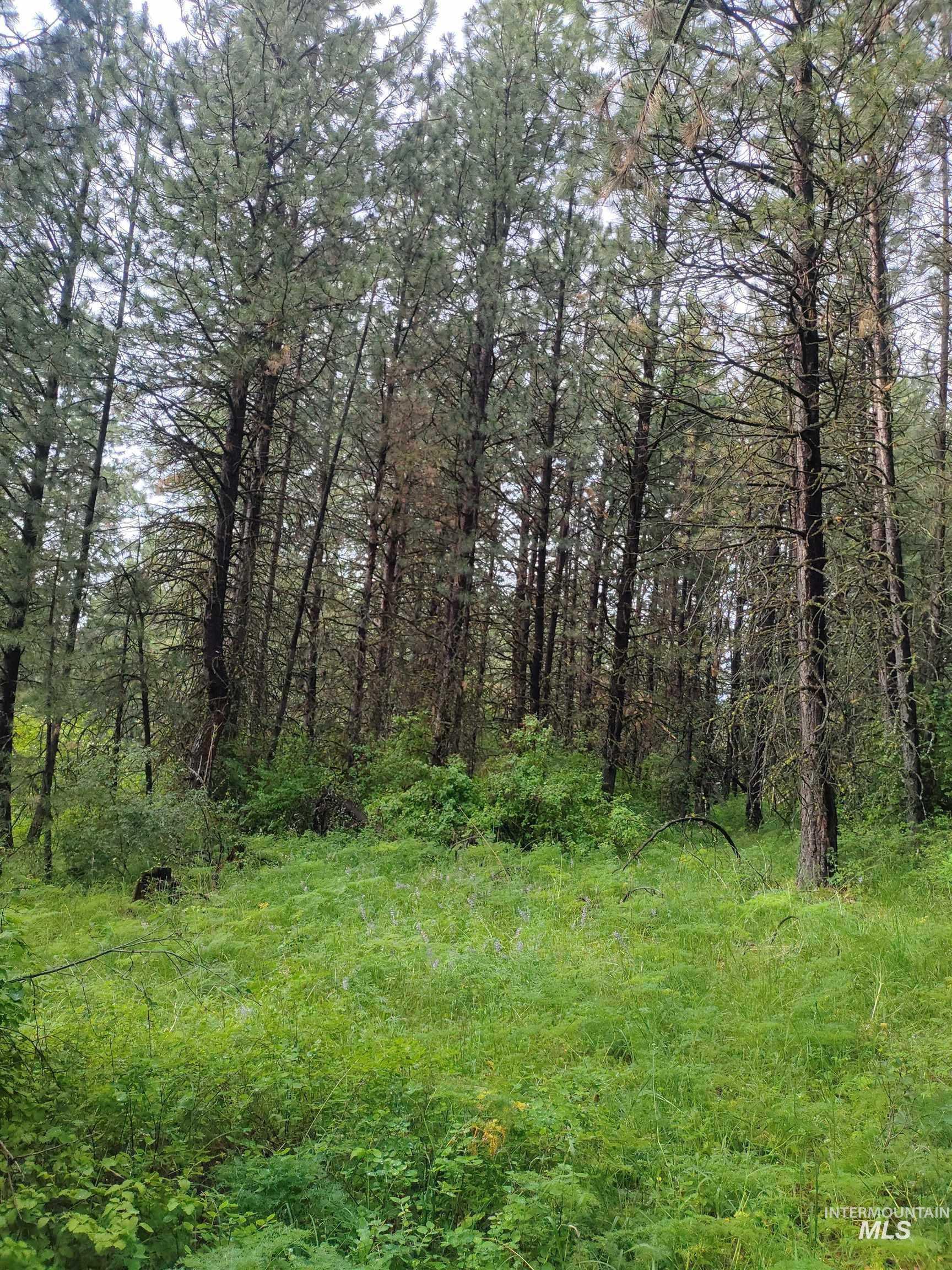 TBD 5ac Jackpine Rd, CottonWood, Idaho 83522, Land For Sale, Price $85,000, 98995549