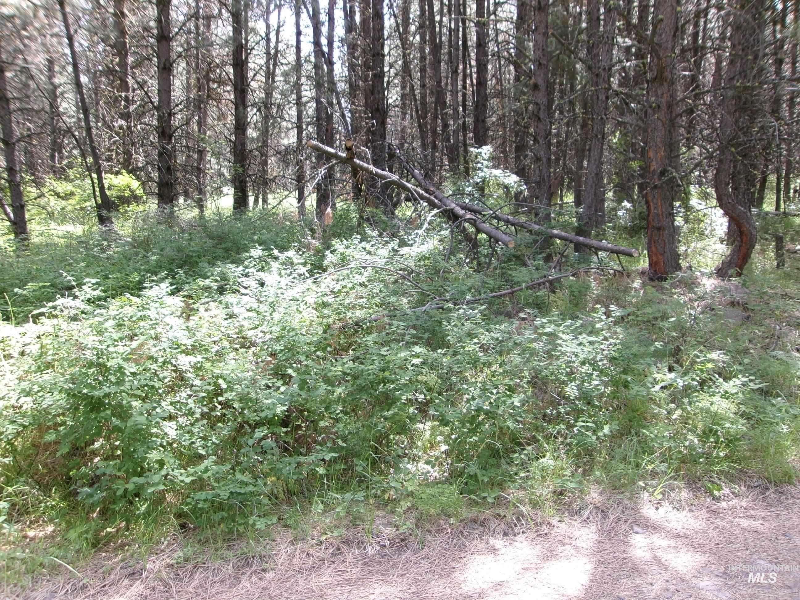 TBD 5ac Jackpine Rd, CottonWood, Idaho 83522, Land For Sale, Price $85,000, 98995549