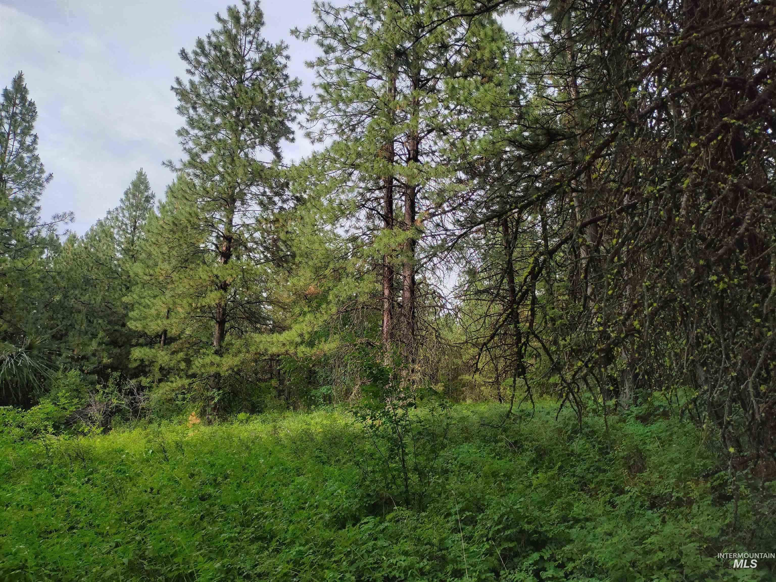 TBD 5ac Jackpine Rd, CottonWood, Idaho 83522, Land For Sale, Price $85,000, 98995549