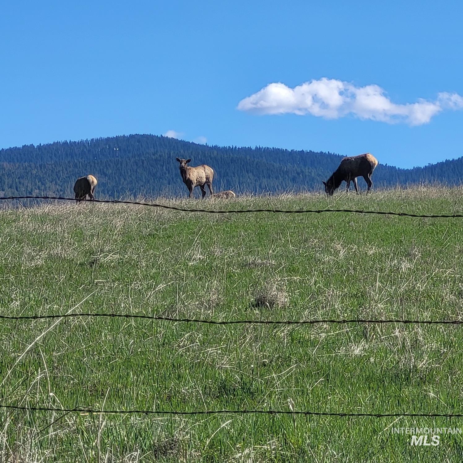 680 Pleasant Valley Road, Clearwater, Idaho 83552, 3 Bedrooms, 1 Bathroom, Residential For Sale, Price $489,000,MLS 98996864