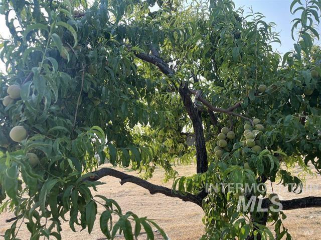6712 Stage Coach Rd, Nampa, Idaho 83686, 4 Bedrooms, 2 Bathrooms, Farm & Ranch For Sale, Price $1,675,000,MLS 98997243