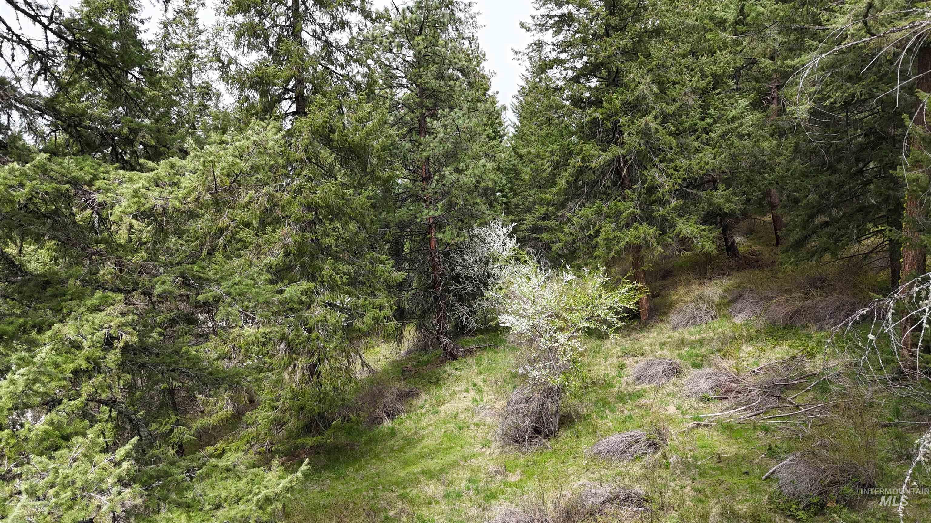 TBD Rocky Point Lane, Grangeville, Idaho 83530, Land For Sale, Price $139,000,MLS 98997481