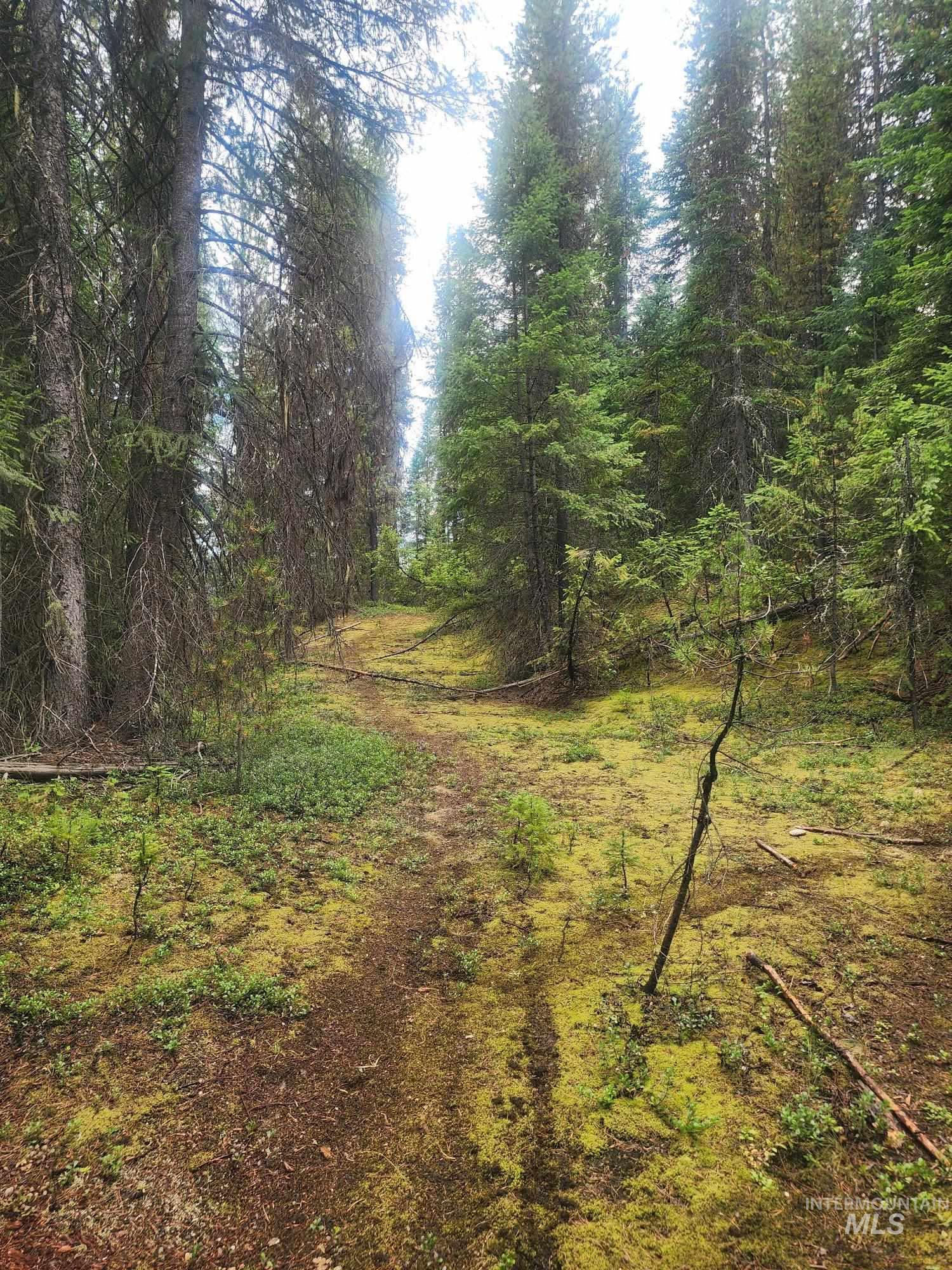 TBD Wheeler Mountain Road, Elk City, Idaho 83525, Land For Sale, Price $59,500,MLS 98999201
