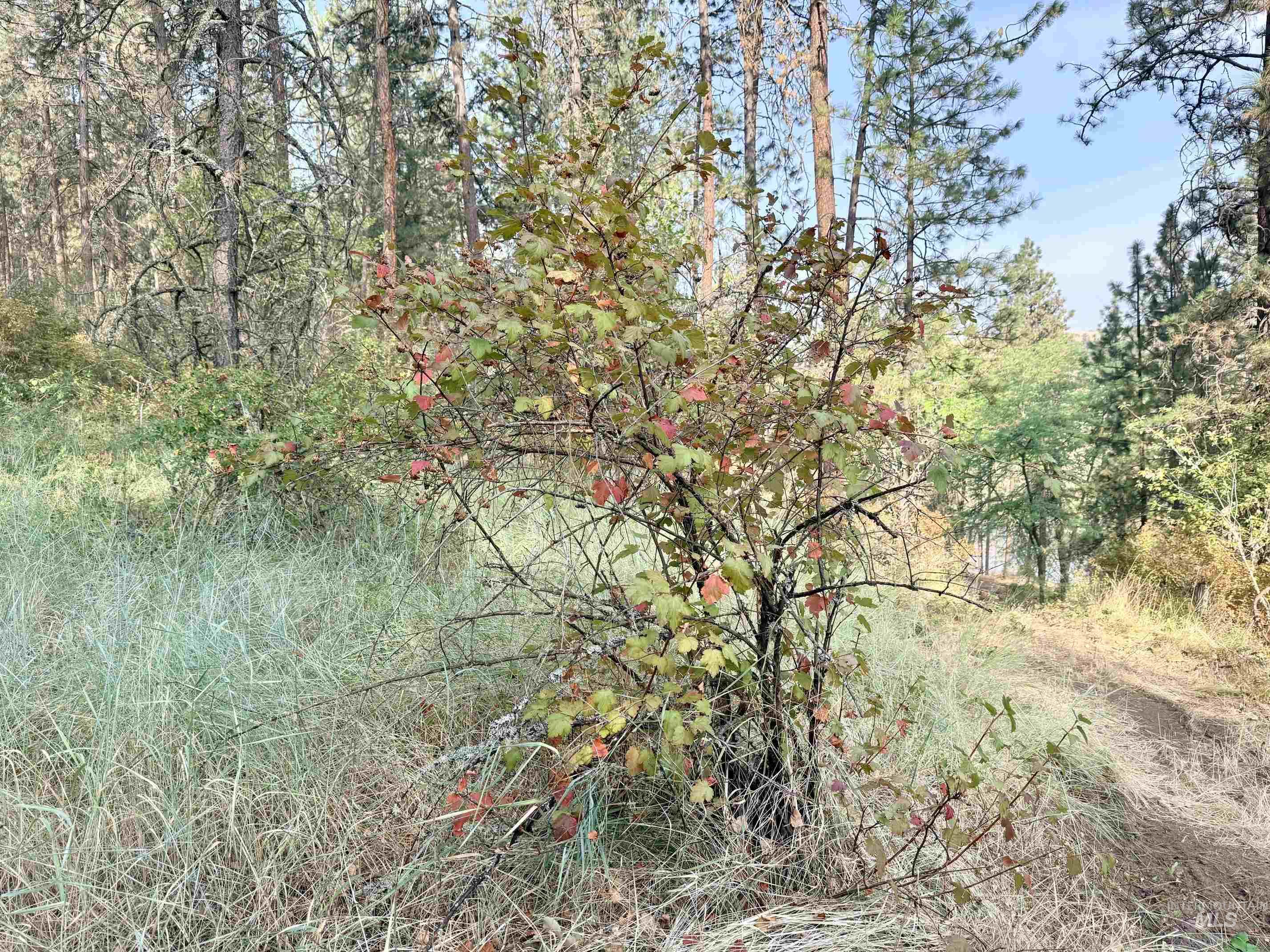 TBD 17.49 Acres Hwy 12, Lenore, Idaho 83541, Land For Sale, Price $280,500, 98999543