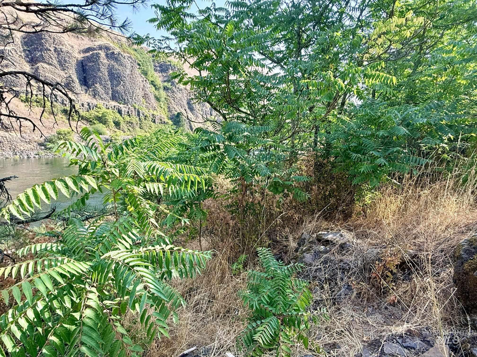 TBD 17.49 Acres Hwy 12, Lenore, Idaho 83541, Land For Sale, Price $280,500, 98999543