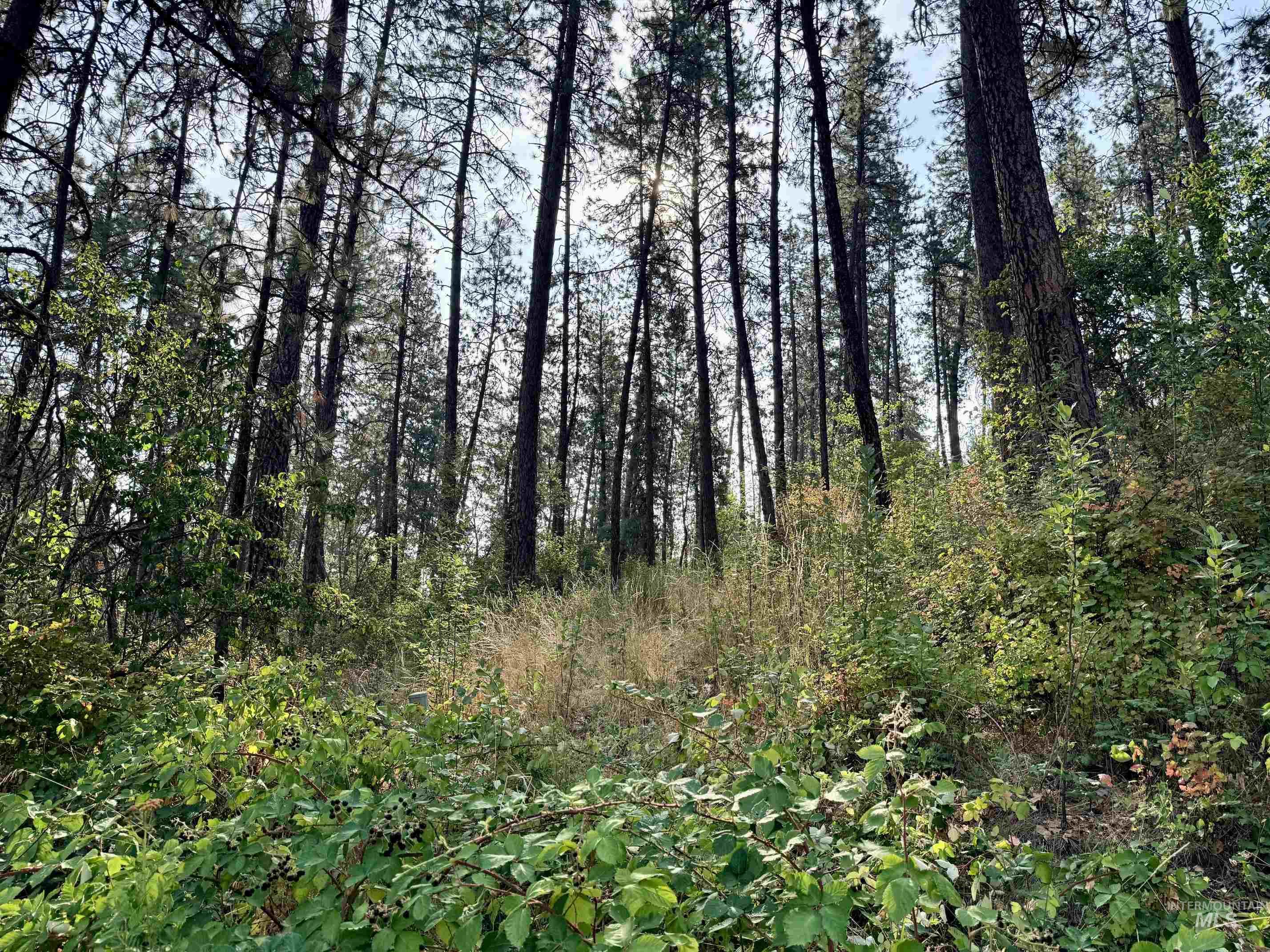 TBD 17.49 Acres Hwy 12, Lenore, Idaho 83541, Land For Sale, Price $280,500, 98999543