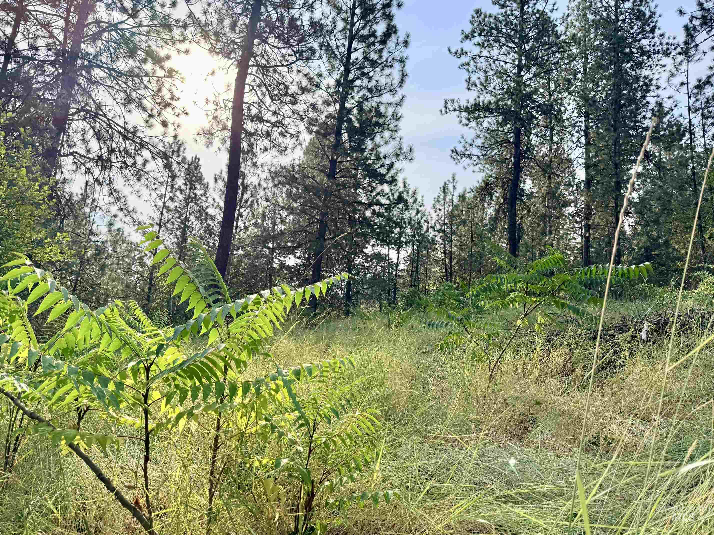 TBD 17.49 Acres Hwy 12, Lenore, Idaho 83541, Land For Sale, Price $280,500, 98999543