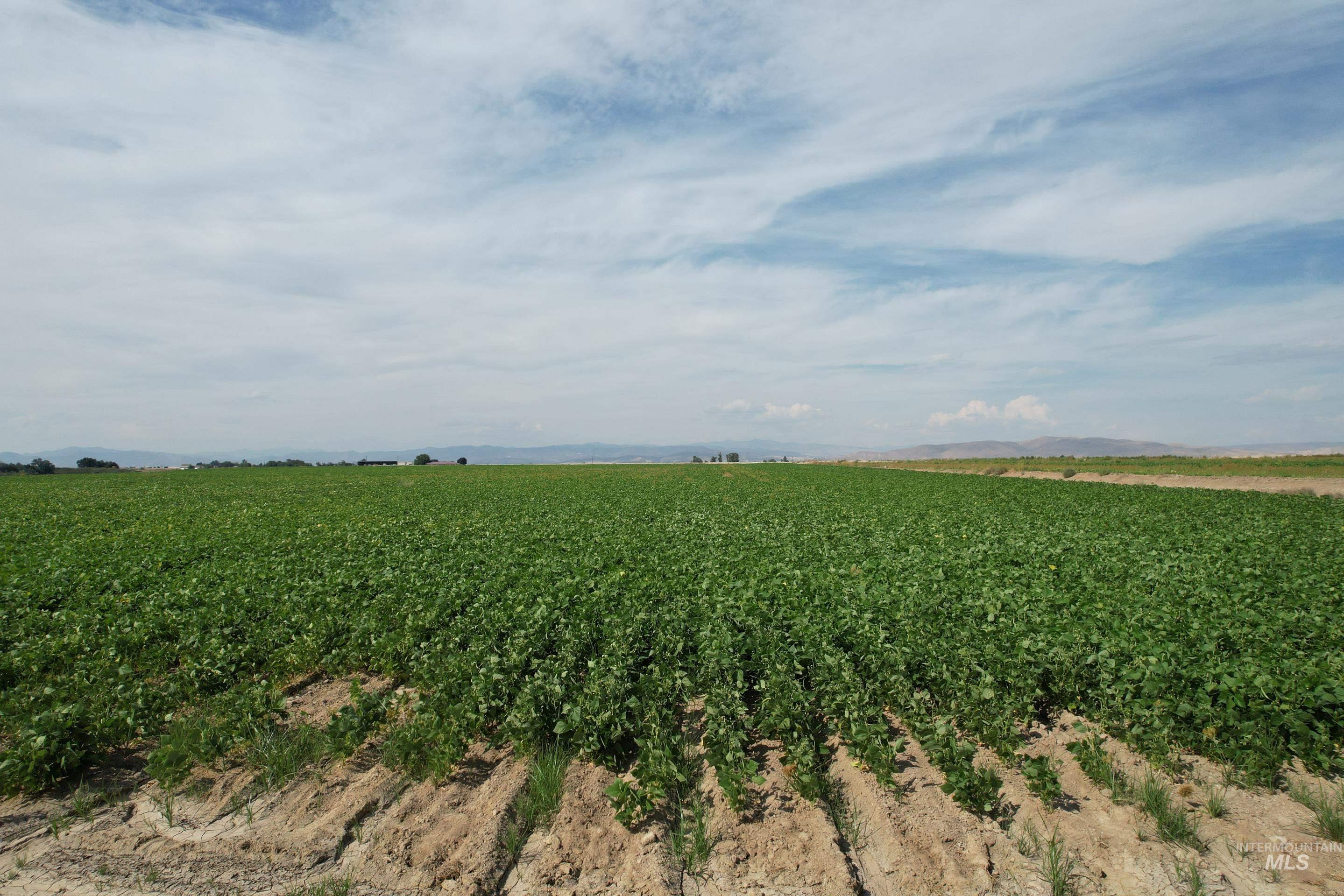 254 Ivy Road, Ontario, Idaho 97914, 3 Bedrooms, 1 Bathroom, Farm & Ranch For Sale, Price $950,000, 98999644