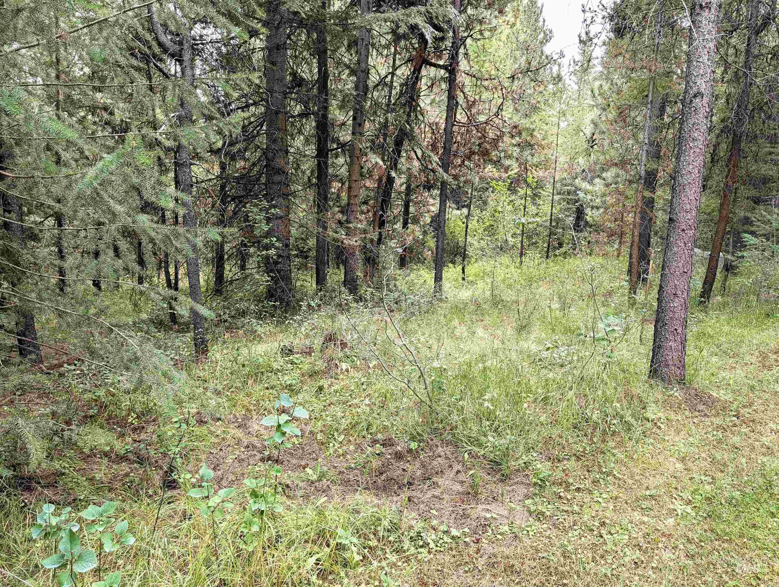 81 & 83 Lake Forest Circle, Donnelly, Idaho 83615, 3 Bedrooms, 2 Bathrooms, Residential For Sale, Price $399,000,MLS 99000148