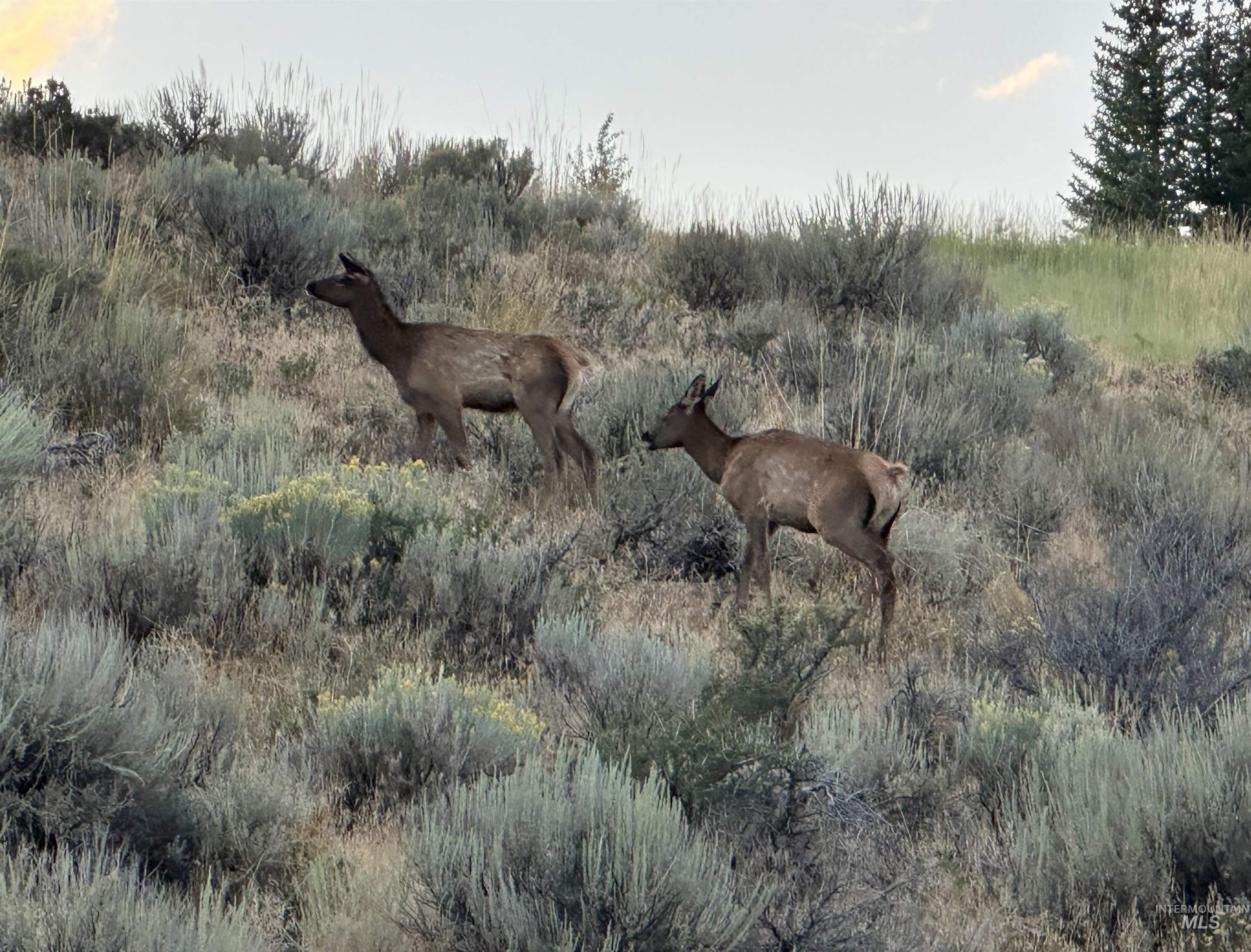 Carrie Creek Rd. Smokey Mountains, Fairfield, Idaho 83327, Land For Sale, Price $895,000, 99000720