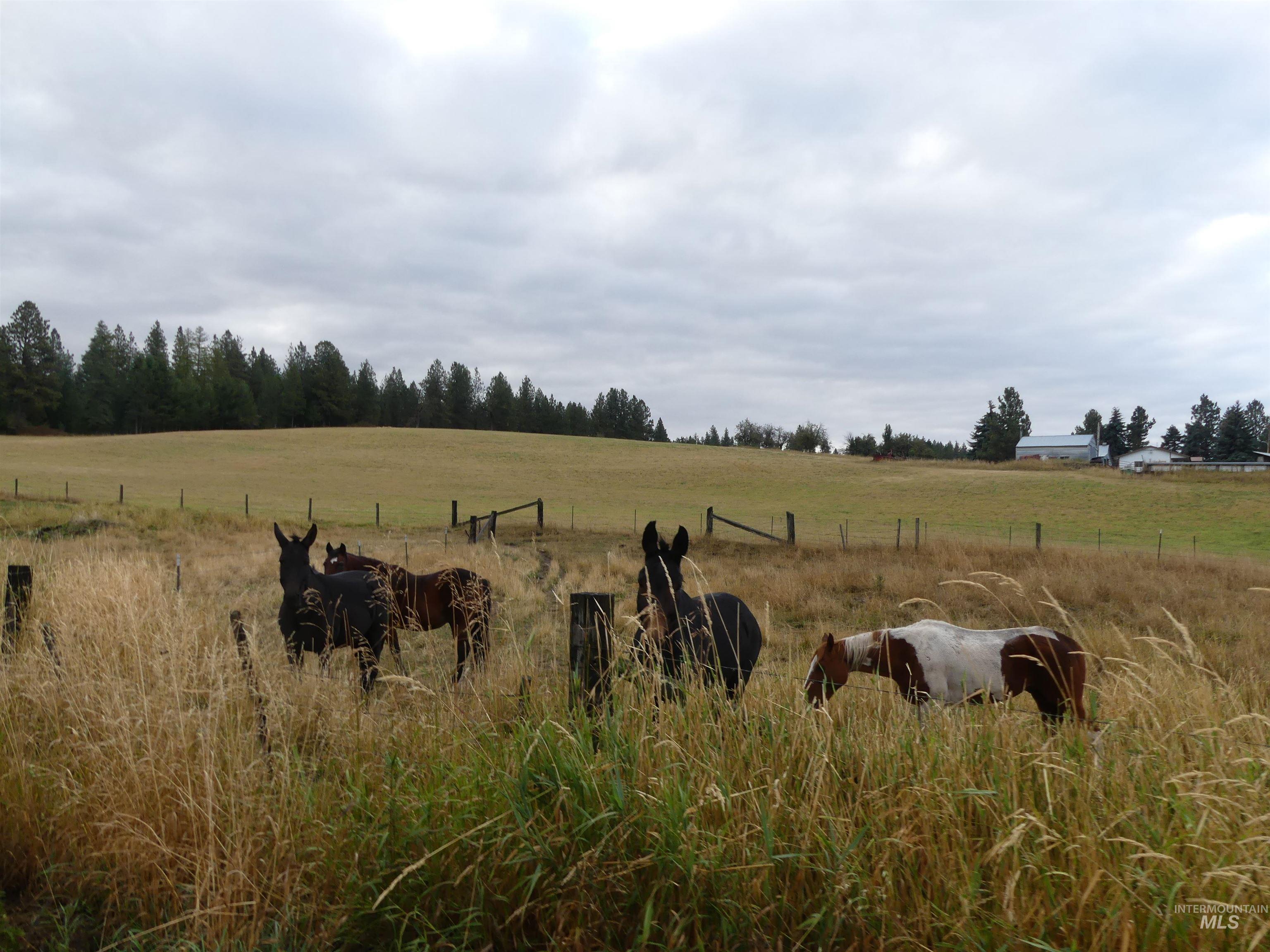 1385 Cottonwood Butte RD, CottonWood, Idaho 83522, Land For Sale, Price $485,000, 99001188