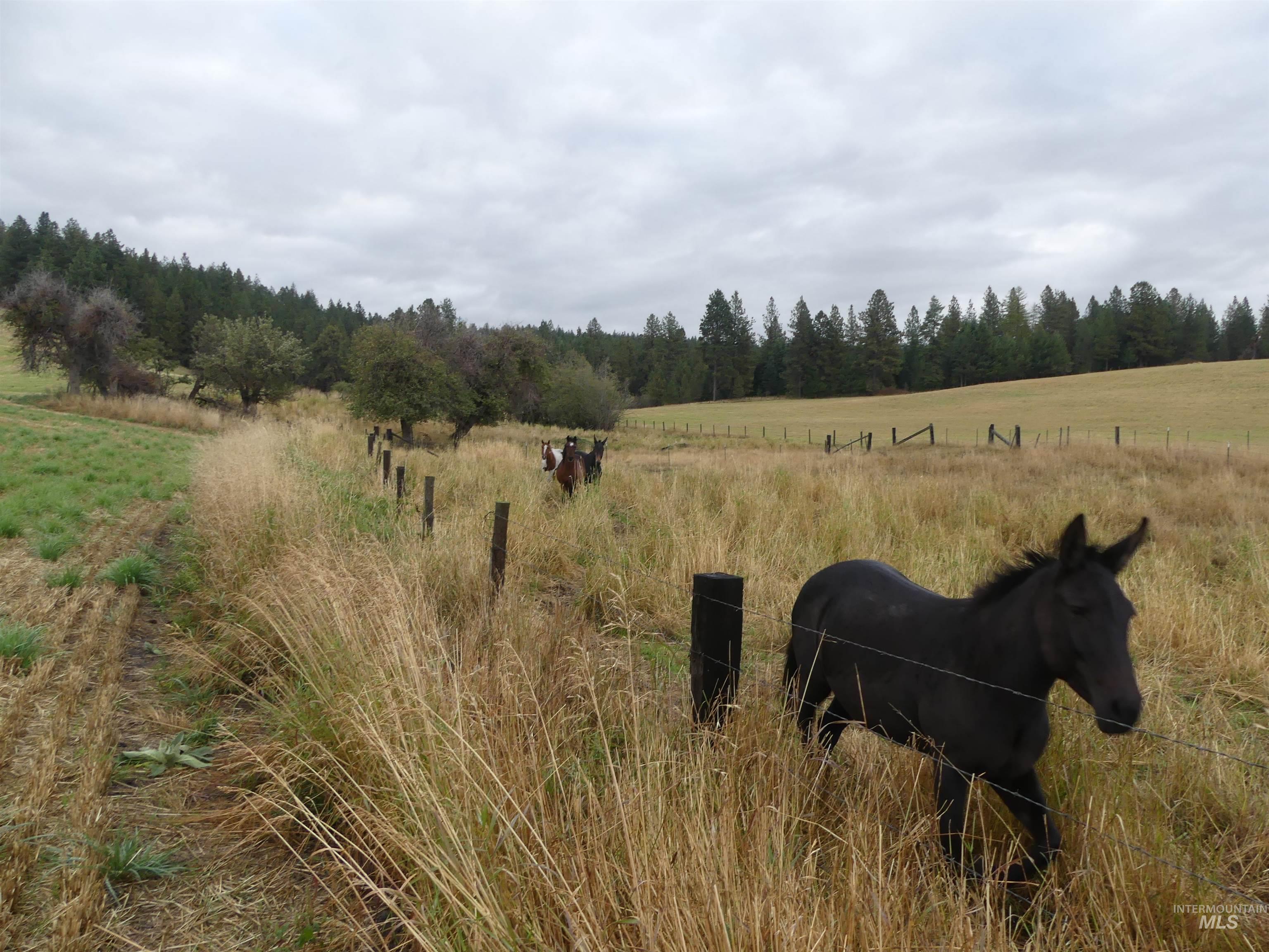 1385 Cottonwood Butte RD, CottonWood, Idaho 83522, Land For Sale, Price $485,000, 99001188