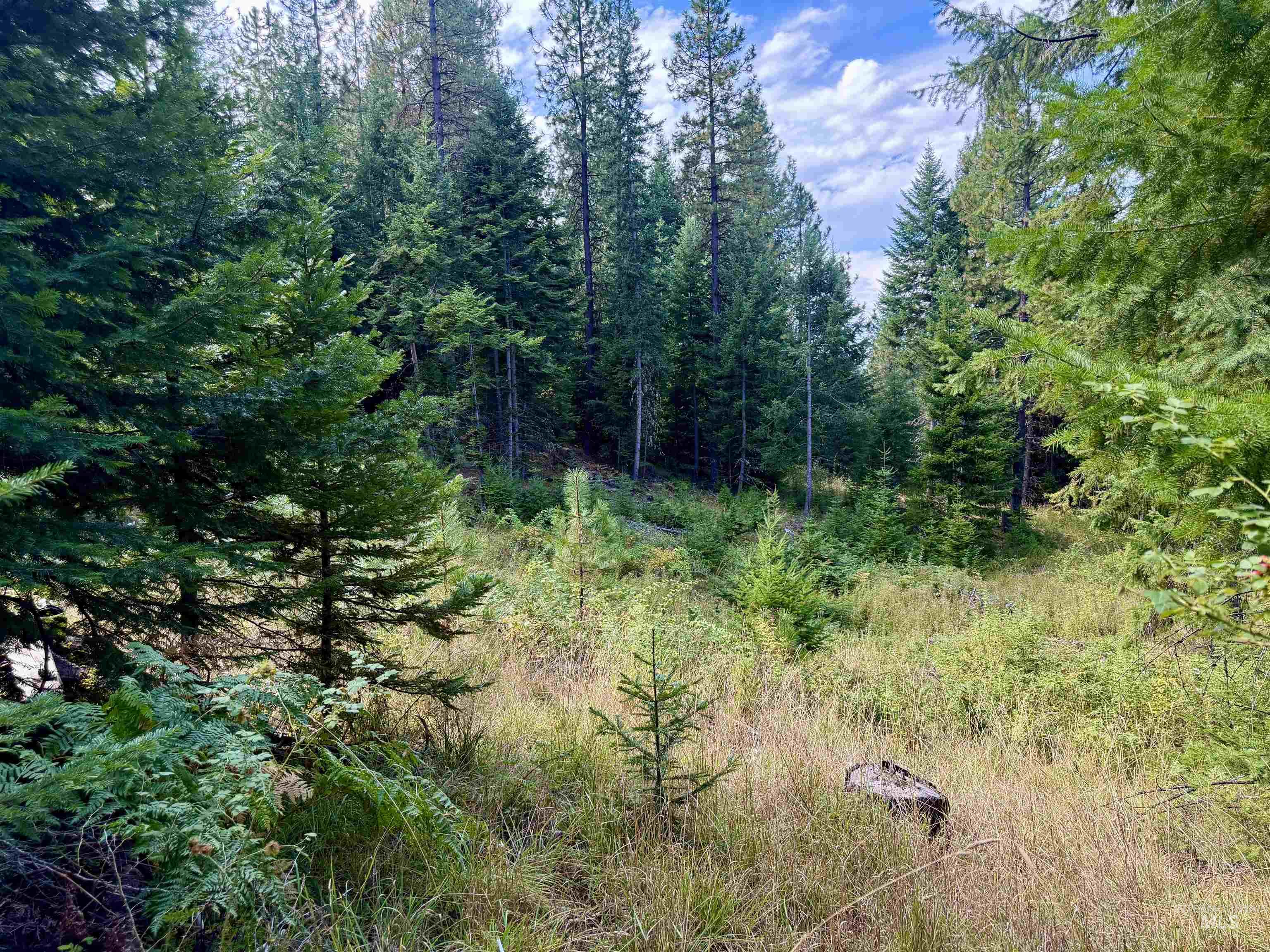 TBD Pine Hollow Lane, Kooskia, Idaho 83539, Land For Sale, Price $128,000,MLS 99001635