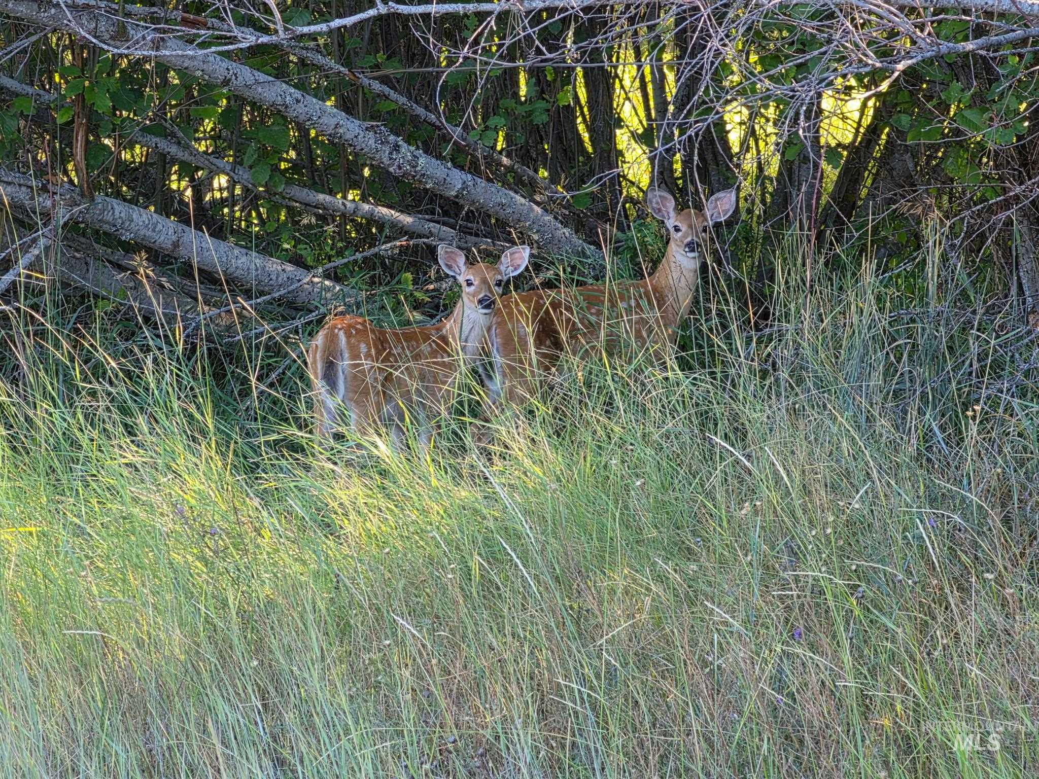 Lot 49 Wapiti, Garden Valley, Idaho 83622, Land For Sale, Price $71,000,MLS 99001646