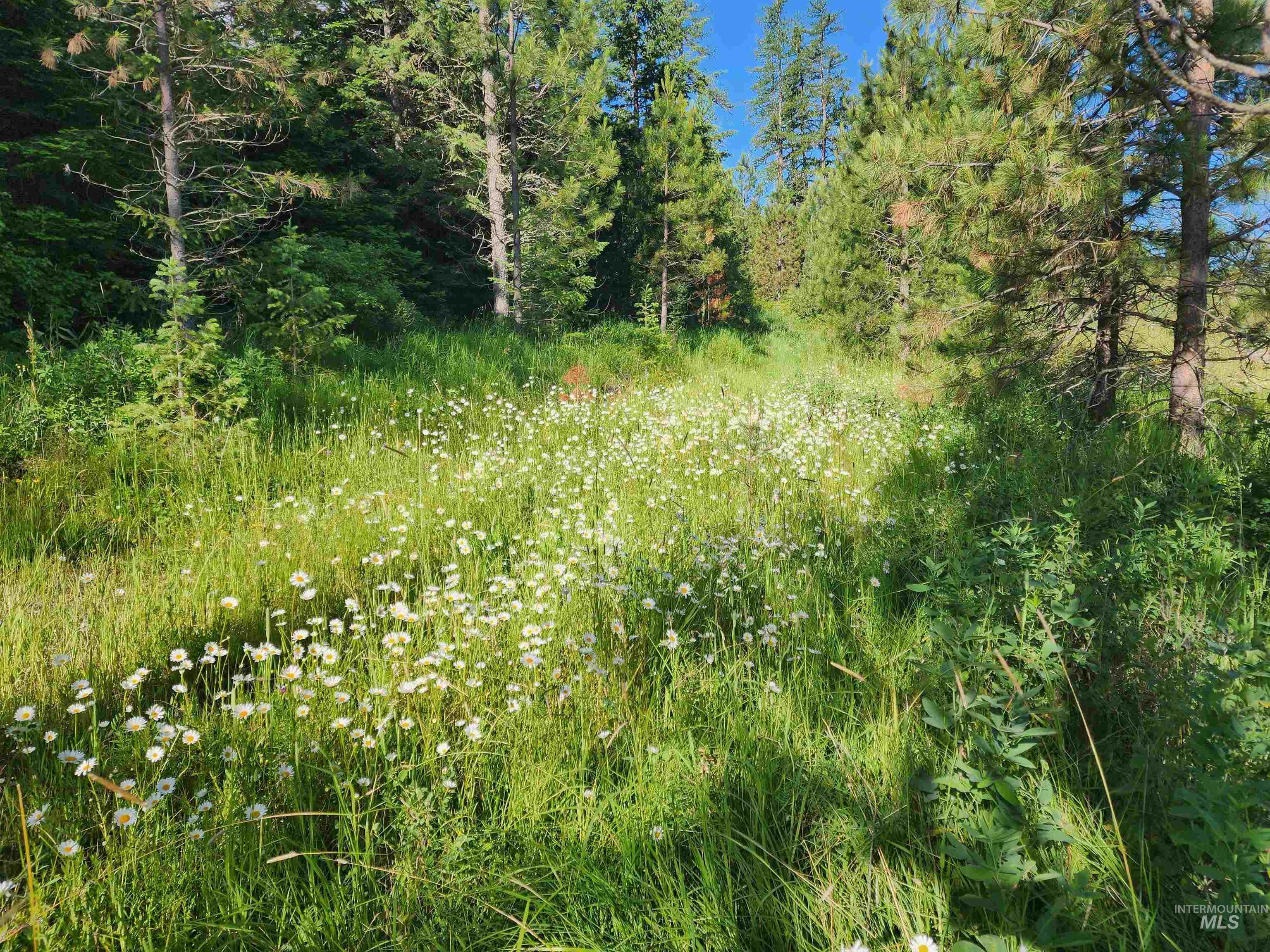 TBD Wallen Road, Moscow, Idaho 83843, Land For Sale, Price $350,000,MLS 99002018