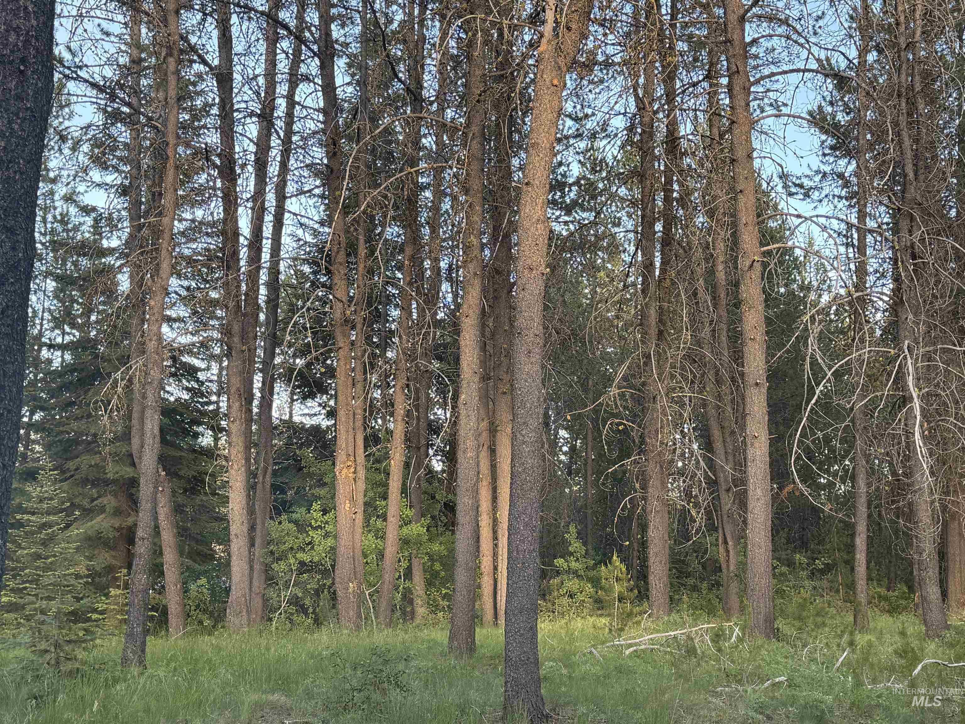 20 Laurins Lane, Cascade, Idaho 83611, Land For Sale, Price $179,000,MLS 99002273