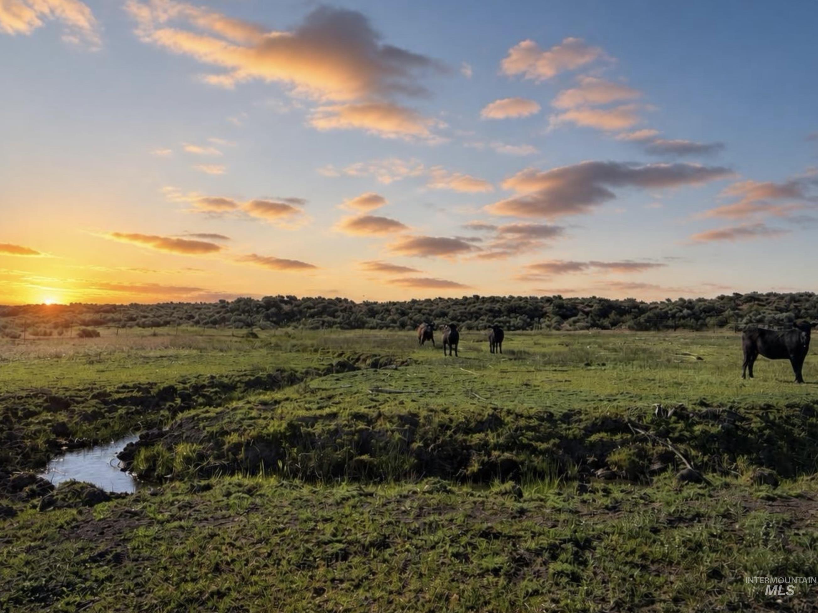 502 Austin Rd., Carey, Idaho 83320, 4 Bedrooms, 2 Bathrooms, Farm & Ranch For Sale, Price $5,000,000,MLS 99002299